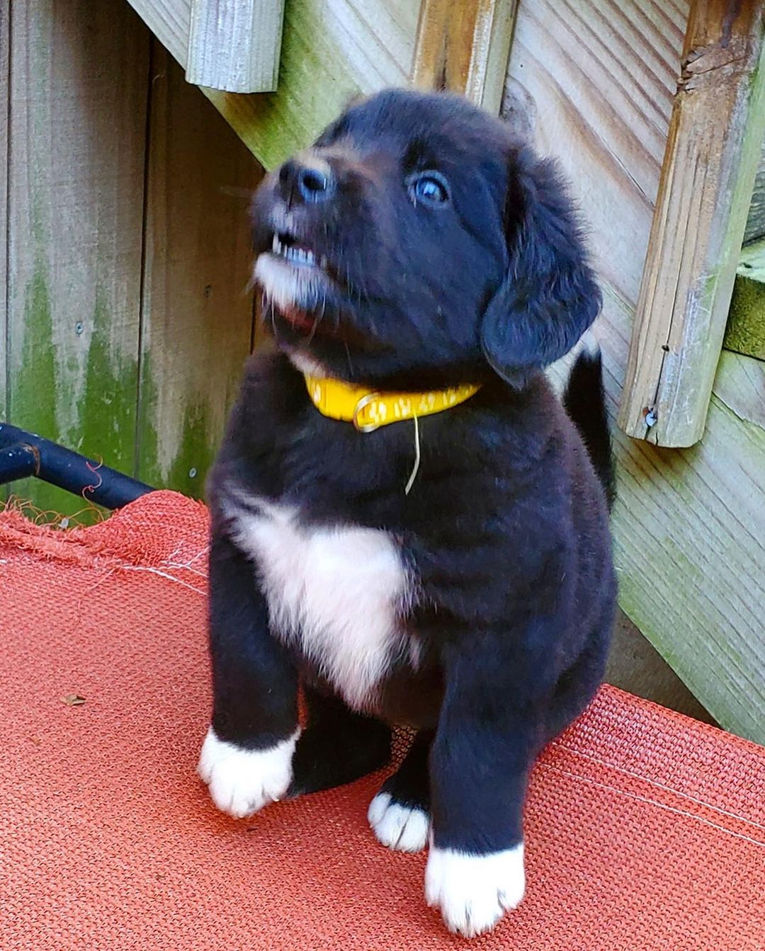 Happy National Black Dog Day from the B Pup Litter!! 🐾🖤🐾🖤

For more information about adopting these cuties or any other OPH dogs,  check out the link in our bio.

<a target='_blank' href='https://www.instagram.com/explore/tags/rescuepuppy/'>#rescuepuppy</a> <a target='_blank' href='https://www.instagram.com/explore/tags/puppiesofinstagram/'>#puppiesofinstagram</a> <a target='_blank' href='https://www.instagram.com/explore/tags/puppy/'>#puppy</a> <a target='_blank' href='https://www.instagram.com/explore/tags/puppies/'>#puppies</a> <a target='_blank' href='https://www.instagram.com/explore/tags/puppylove/'>#puppylove</a> <a target='_blank' href='https://www.instagram.com/explore/tags/puppylovers/'>#puppylovers</a> <a target='_blank' href='https://www.instagram.com/explore/tags/adoptabledog/'>#adoptabledog</a> <a target='_blank' href='https://www.instagram.com/explore/tags/adoptdontshop/'>#adoptdontshop</a> <a target='_blank' href='https://www.instagram.com/explore/tags/opttoadopt/'>#opttoadopt</a> <a target='_blank' href='https://www.instagram.com/explore/tags/ophrescue/'>#ophrescue</a> <a target='_blank' href='https://www.instagram.com/explore/tags/savedogs/'>#savedogs</a> <a target='_blank' href='https://www.instagram.com/explore/tags/dogrescue/'>#dogrescue</a> <a target='_blank' href='https://www.instagram.com/explore/tags/rescuedogs/'>#rescuedogs</a> <a target='_blank' href='https://www.instagram.com/explore/tags/mustlovedogs/'>#mustlovedogs</a> <a target='_blank' href='https://www.instagram.com/explore/tags/rescuedismyfavoritebreed/'>#rescuedismyfavoritebreed</a> <a target='_blank' href='https://www.instagram.com/explore/tags/blackdog/'>#blackdog</a>