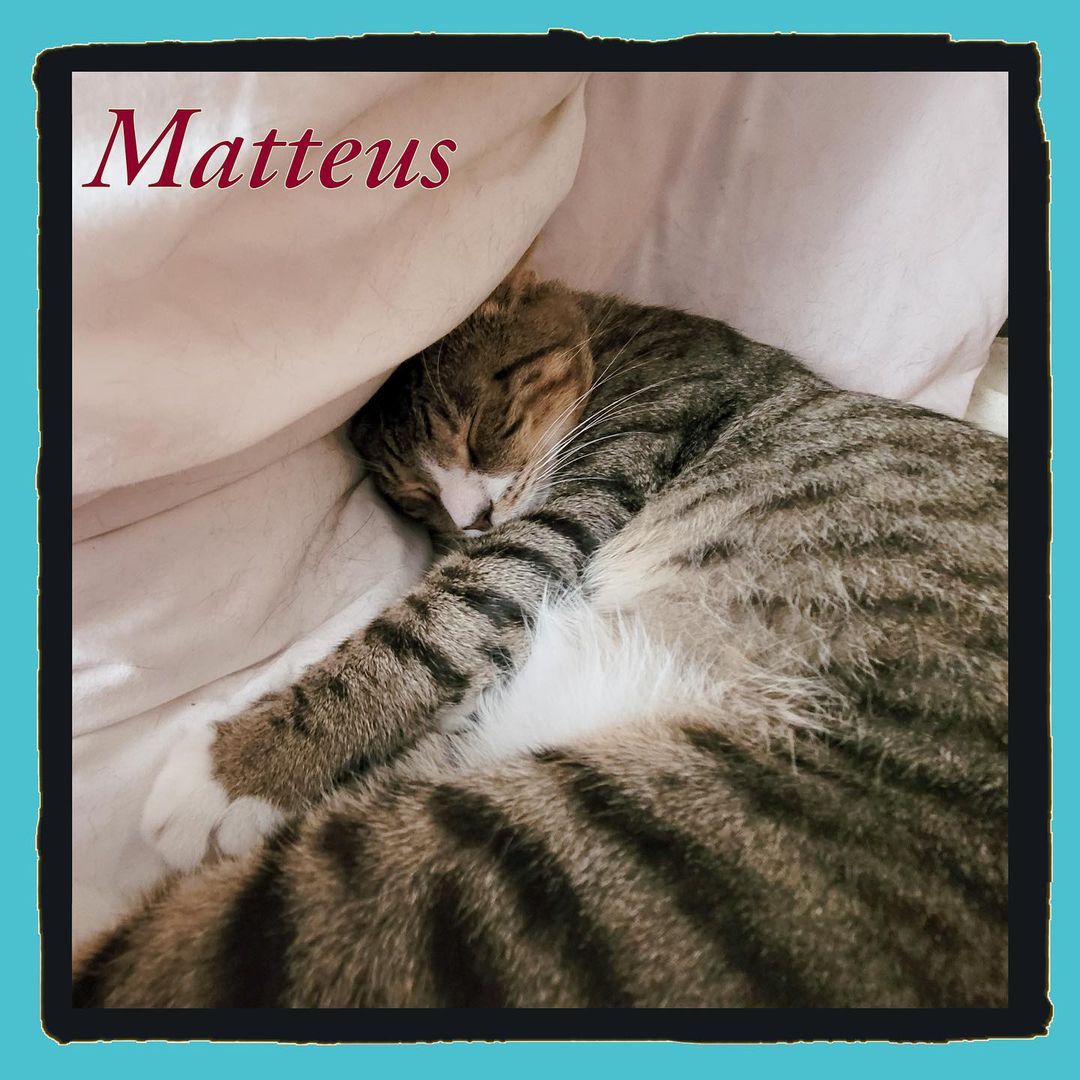 😻Sweet sweet Matteus is officially up for ADOPTION !! 💕 This young boy beat the odds when he was rescued by one of our volunteers after a kind woman who had been feeding him discovered he had a giant open wound on his neck! @bronx_furkids went out and trapped him ,  and brought him to the veterinarian. Our vet suspected he was either hit by a car or hurt by a person. 😢 ❤️ They stitched him up and our incredible volunteer /foster mama  @aprildawn222 has fostered him with utmost love since! He healed BEAUTIFULLY, and is a love bug who sleeps in bed with foster mom and gets along well with her resident cats! To bring this special , deserving boy into your life , email nycatcoal@yahoo.com 

<a target='_blank' href='https://www.instagram.com/explore/tags/fosteringsaveslives/'>#fosteringsaveslives</a> <a target='_blank' href='https://www.instagram.com/explore/tags/rescuesaveslives/'>#rescuesaveslives</a> <a target='_blank' href='https://www.instagram.com/explore/tags/adoptdontshop/'>#adoptdontshop</a> <a target='_blank' href='https://www.instagram.com/explore/tags/bronx/'>#bronx</a> <a target='_blank' href='https://www.instagram.com/explore/tags/bronxcats/'>#bronxcats</a> <a target='_blank' href='https://www.instagram.com/explore/tags/meow/'>#meow</a> <a target='_blank' href='https://www.instagram.com/explore/tags/instacat/'>#instacat</a> <a target='_blank' href='https://www.instagram.com/explore/tags/instagood/'>#instagood</a> <a target='_blank' href='https://www.instagram.com/explore/tags/instadaily/'>#instadaily</a> <a target='_blank' href='https://www.instagram.com/explore/tags/catsofinstagram/'>#catsofinstagram</a> <a target='_blank' href='https://www.instagram.com/explore/tags/compassion/'>#compassion</a>