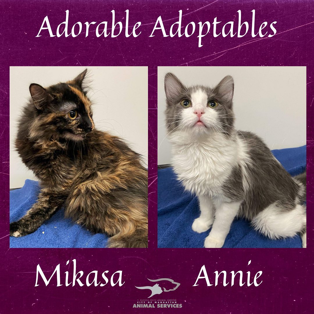 We have lots of new cats/kittens that are now available for adoption! Here are just a few of the adorable adoptable animals here at T. Russell Reitz! If you are interested in adopting, we are open Monday-Saturday, 1-5pm and would be more than happy to help you find your new best friend! You can find the rest of our adoptable pets at https://www.petfinder.com/search/pets-for-adoption/?shelter_id%5B0%5D=KS03&sort%5B0%5D=recently_added! If you have any questions, please feel free to give us a call at 785-587-2783.