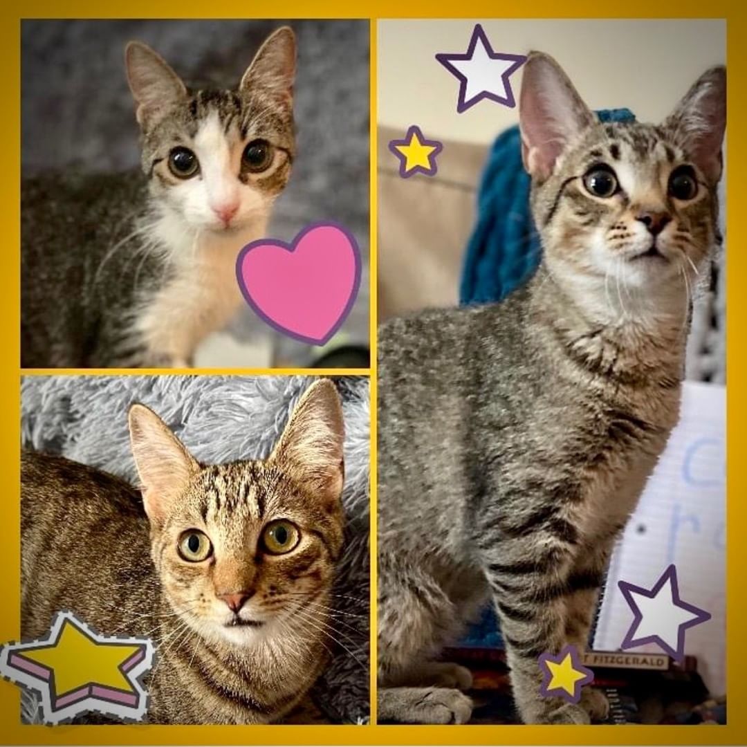 📸NOW STARRING 🤩 At Petsmart (240& Poplar) Valentina, Alaska and Nick
Come meet these purrfect, adoptable babies! <a target='_blank' href='https://www.instagram.com/explore/tags/mpanick/'>#mpanick</a> <a target='_blank' href='https://www.instagram.com/explore/tags/mpaalaska/'>#mpaalaska</a> <a target='_blank' href='https://www.instagram.com/explore/tags/mpavalentina/'>#mpavalentina</a> <a target='_blank' href='https://www.instagram.com/explore/tags/habicats/'>#habicats</a> <a target='_blank' href='https://www.instagram.com/explore/tags/adoptdontshop/'>#adoptdontshop</a> <a target='_blank' href='https://www.instagram.com/explore/tags/memphispetsalive/'>#memphispetsalive</a> <a target='_blank' href='https://www.instagram.com/explore/tags/catsofinstagram/'>#catsofinstagram</a>