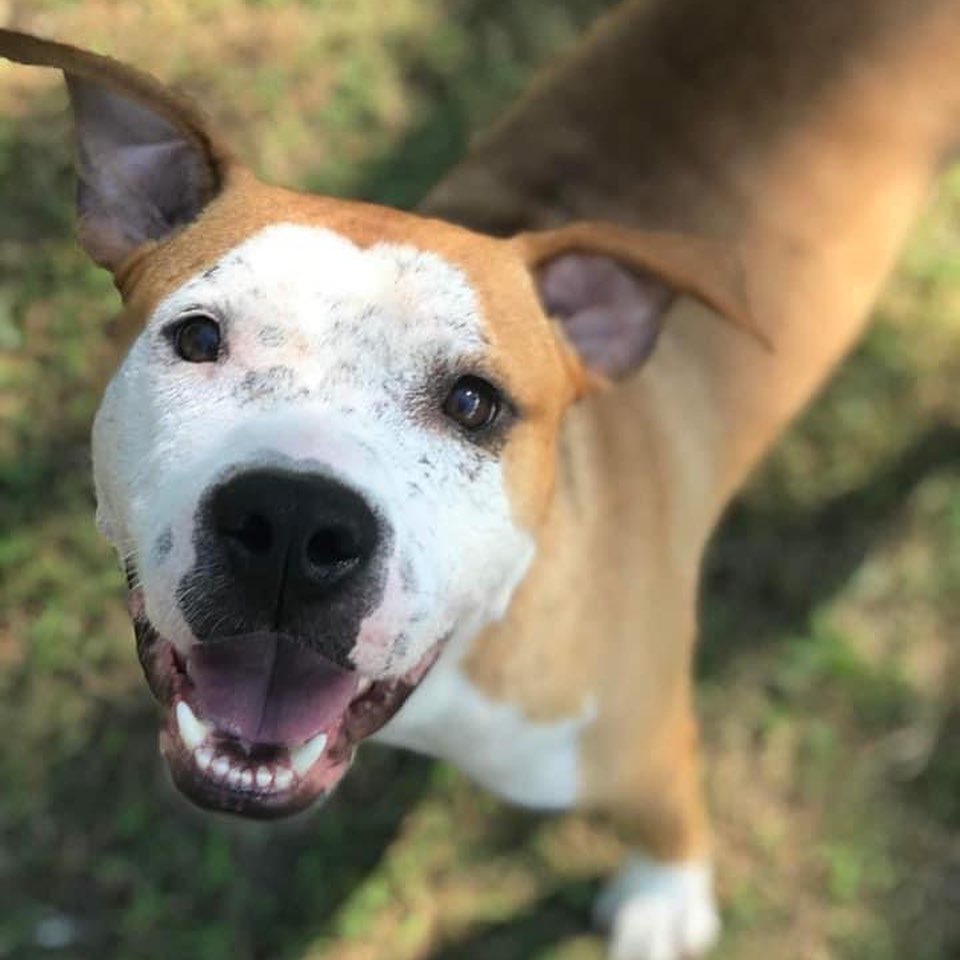 Everyone say hi to Ayden 👋

A good rescue friend of ours needed help finding this guy a home, so we took him under our rescue. Ayden is already UTD on all shots and neutered.

This goodest boii is a gem! He is SO VERY dog friendly with dogs of all sizes. He's currently in a foster home with a toothless Chihuahua who bosses him around 😂 When Ayden gets excited, he hops around all over like a lil rabbit 🐇 
He is house trained and crate trained and just an all over happy, derpy 🤪 dog. When meeting new people, Ayden is a scaredy cat, but can be easily won over with treats. However, a broom 🧹 will never win him over. Those things are B I G MEAN and Ayden wants no part of those scary straws. 

We think this guy is just the most handsome and loving dude. He'd fit into pretty much any home and is ready for his forever
Fostered in Morehead City, NC 

<a target='_blank' href='https://www.instagram.com/explore/tags/dog/'>#dog</a> <a target='_blank' href='https://www.instagram.com/explore/tags/puppy/'>#puppy</a> <a target='_blank' href='https://www.instagram.com/explore/tags/pup/'>#pup</a> <a target='_blank' href='https://www.instagram.com/explore/tags/cute/'>#cute</a> <a target='_blank' href='https://www.instagram.com/explore/tags/eyes/'>#eyes</a> <a target='_blank' href='https://www.instagram.com/explore/tags/dogs_of_instagram/'>#dogs_of_instagram</a> <a target='_blank' href='https://www.instagram.com/explore/tags/pet/'>#pet</a> <a target='_blank' href='https://www.instagram.com/explore/tags/petstagram/'>#petstagram</a> <a target='_blank' href='https://www.instagram.com/explore/tags/dogsitting/'>#dogsitting</a> <a target='_blank' href='https://www.instagram.com/explore/tags/dogsofinstagram/'>#dogsofinstagram</a> <a target='_blank' href='https://www.instagram.com/explore/tags/ilovemydog/'>#ilovemydog</a> <a target='_blank' href='https://www.instagram.com/explore/tags/instagramdogs/'>#instagramdogs</a> <a target='_blank' href='https://www.instagram.com/explore/tags/dogstagram/'>#dogstagram</a> <a target='_blank' href='https://www.instagram.com/explore/tags/dogoftheday/'>#dogoftheday</a> <a target='_blank' href='https://www.instagram.com/explore/tags/lovedogs/'>#lovedogs</a> <a target='_blank' href='https://www.instagram.com/explore/tags/carolinacanines/'>#carolinacanines</a> <a target='_blank' href='https://www.instagram.com/explore/tags/hound/'>#hound</a> <a target='_blank' href='https://www.instagram.com/explore/tags/adorable/'>#adorable</a> <a target='_blank' href='https://www.instagram.com/explore/tags/doglover/'>#doglover</a> <a target='_blank' href='https://www.instagram.com/explore/tags/instapuppy/'>#instapuppy</a> <a target='_blank' href='https://www.instagram.com/explore/tags/instadog/'>#instadog</a> <a target='_blank' href='https://www.instagram.com/explore/tags/pitbull/'>#pitbull</a> <a target='_blank' href='https://www.instagram.com/explore/tags/pitsofinstagram/'>#pitsofinstagram</a> <a target='_blank' href='https://www.instagram.com/explore/tags/adoptme/'>#adoptme</a> <a target='_blank' href='https://www.instagram.com/explore/tags/adoptdontshop/'>#adoptdontshop</a> <a target='_blank' href='https://www.instagram.com/explore/tags/nc/'>#nc</a> <a target='_blank' href='https://www.instagram.com/explore/tags/butner/'>#butner</a> <a target='_blank' href='https://www.instagram.com/explore/tags/durham/'>#durham</a> <a target='_blank' href='https://www.instagram.com/explore/tags/adopt/'>#adopt</a> <a target='_blank' href='https://www.instagram.com/explore/tags/dogphotography/'>#dogphotography</a>