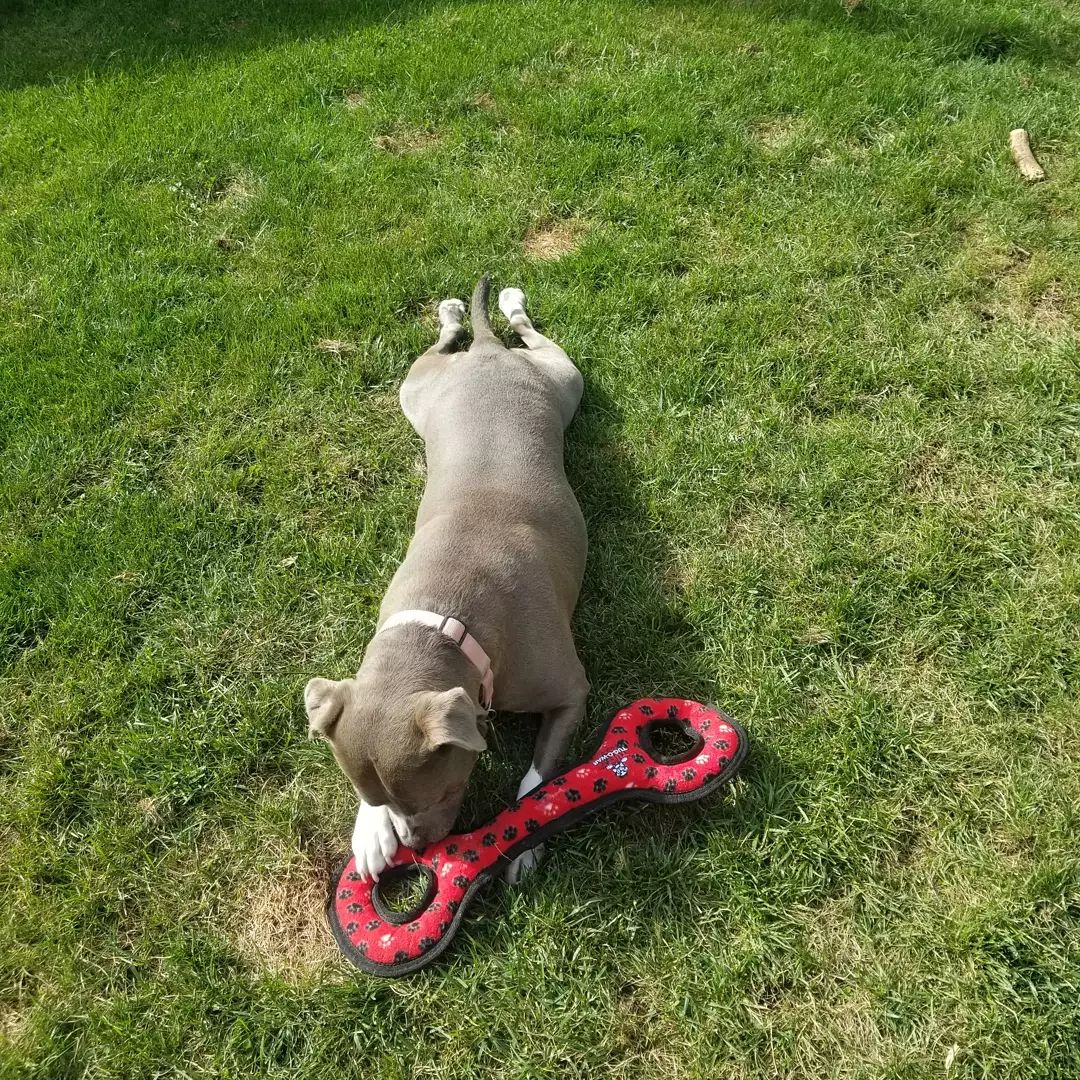 Adopt-a-bull Louise loves 💘 this new toy an awesome potential adopter donated.  You can tell how much she loves 💘 it from the full frog 🐸 legs she's rocking haha.  Louise is a young active girl who would love a 👪 that is just as active.
<a target='_blank' href='https://www.instagram.com/explore/tags/thebusterfoundation/'>#thebusterfoundation</a>
<a target='_blank' href='https://www.instagram.com/explore/tags/pitbull/'>#pitbull</a>
<a target='_blank' href='https://www.instagram.com/explore/tags/pitbullsofinstagram/'>#pitbullsofinstagram</a>
<a target='_blank' href='https://www.instagram.com/explore/tags/pitbulladvocate/'>#pitbulladvocate</a>
<a target='_blank' href='https://www.instagram.com/explore/tags/bullybreed/'>#bullybreed</a>
<a target='_blank' href='https://www.instagram.com/explore/tags/dontbullymybreed/'>#dontbullymybreed</a>
<a target='_blank' href='https://www.instagram.com/explore/tags/rescuedog/'>#rescuedog</a>
<a target='_blank' href='https://www.instagram.com/explore/tags/rescueismyfavoritebreed/'>#rescueismyfavoritebreed</a>
<a target='_blank' href='https://www.instagram.com/explore/tags/detroitrescuedogs/'>#detroitrescuedogs</a>