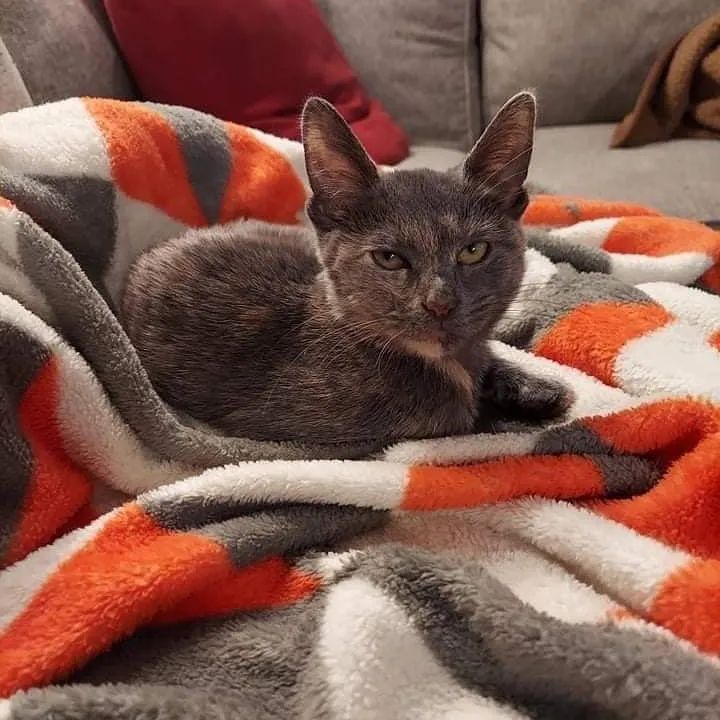 Are you looking for a low maintenance, adorable, and petite kitty? If so, I’m your girl! My name is Roomba and I’m a tiny kitty at just under 4 lbs and 6 months of age! I was living outside before some nice people brought me in and showed me how great it is to be a spoiled indoor kitty! I am still unsure of new people and new surroundings, but I LOVE food. As long as I get yummy food and treats, I will become your BFF in no time! I purr when I cuddle on my foster mom’s lap and she gives me cheek and chin scratches. I love being around other kitties too! Other kitties help show me that people have the best treats! I'm also very special and was born with half a tail, maybe I'm part manx! Who knows? I am a very good girl and ALWAYS use the litter box! Apply today! Adoption fee: $125. Adopt a pair: $200. Fee includes testing, deworming, vaccinations, spay/neuter, microchip and 30 days of free pet insurance. Apply online at www.pawsforliferescue.org

<a target='_blank' href='https://www.instagram.com/explore/tags/adorable/'>#adorable</a> <a target='_blank' href='https://www.instagram.com/explore/tags/babykitten/'>#babykitten</a> <a target='_blank' href='https://www.instagram.com/explore/tags/tinykitten/'>#tinykitten</a> <a target='_blank' href='https://www.instagram.com/explore/tags/adoptable/'>#adoptable</a> <a target='_blank' href='https://www.instagram.com/explore/tags/adoptdontshop/'>#adoptdontshop</a>🐾