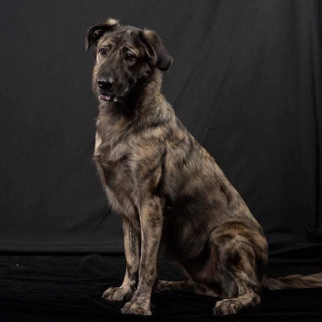 ⭐️ ADOPTED! 🏡 

Meet Kika! (NYC)
.
Quick Facts:
~2 years old
Female
64 lbs
FMD-Mix
✔️Good with other dogs
✔️Good with people and kids
✔️Good in cars
✔️Housebroken
✔️Vaccinated
✔️Microchipped
.
Kika was poorly treated and kept on a short-leash outside of the house by her previous owner. Despite not being loved, she didn't give up on people and still loves them! Kika is very friendly with people and dogs. She's playful, sweet, affectionate, smart, sensible, and goofy. She adapts to new environments fairly easily and is a quick learner. She loves all treats and toys, and will bring a toy to you at home to play or to cuddle. 
.
If you want to give Kika a second chance to be in a loving home, apply at 👉🏻 harasf.org/application
.
<a target='_blank' href='https://www.instagram.com/explore/tags/rescue/'>#rescue</a> <a target='_blank' href='https://www.instagram.com/explore/tags/rescuedog/'>#rescuedog</a> <a target='_blank' href='https://www.instagram.com/explore/tags/adoptme/'>#adoptme</a> <a target='_blank' href='https://www.instagram.com/explore/tags/adoptable/'>#adoptable</a> <a target='_blank' href='https://www.instagram.com/explore/tags/adopt/'>#adopt</a> <a target='_blank' href='https://www.instagram.com/explore/tags/adoptabledog/'>#adoptabledog</a> <a target='_blank' href='https://www.instagram.com/explore/tags/newyork/'>#newyork</a> <a target='_blank' href='https://www.instagram.com/explore/tags/nyc/'>#nyc</a> <a target='_blank' href='https://www.instagram.com/explore/tags/adoptabledogsinnyc/'>#adoptabledogsinnyc</a> <a target='_blank' href='https://www.instagram.com/explore/tags/FMD/'>#FMD</a> <a target='_blank' href='https://www.instagram.com/explore/tags/taiwandog/'>#taiwandog</a> <a target='_blank' href='https://www.instagram.com/explore/tags/formosanmountaindog/'>#formosanmountaindog</a>