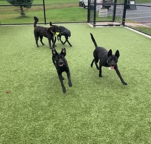 The black dogs here at HHDR would like to wish a Happy National Black dog Day to all the other black dogs out there. These cuties and many others are still waiting to find their furever homes.
They would also like to remind you that tomorrow from 11am to 3pm they will be hanging out at Pumpkins & Pooches and would love to see you there.

<a target='_blank' href='https://www.instagram.com/explore/tags/nationalblackdogday/'>#nationalblackdogday</a> <a target='_blank' href='https://www.instagram.com/explore/tags/blackdogsrule/'>#blackdogsrule</a> <a target='_blank' href='https://www.instagram.com/explore/tags/adoptdontshop/'>#adoptdontshop</a>