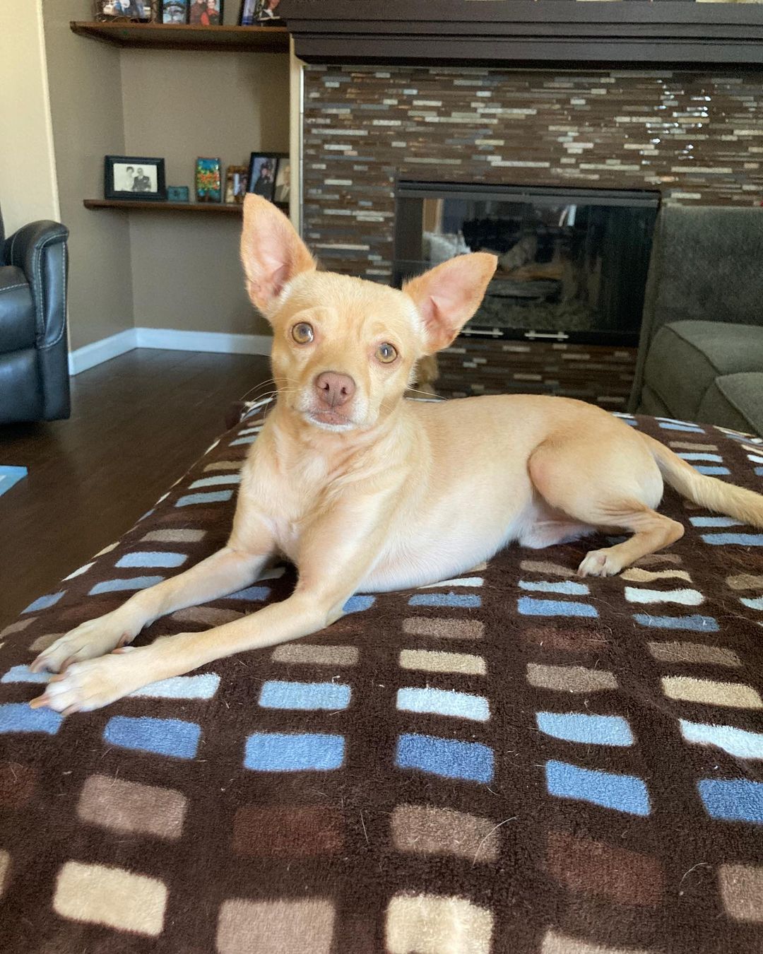 Hi, it’s me, Ronnie! I get that everyone loves a doodle, but can I just say, look at a me, the ten pound 2 year old chi also living at casa Ana.  I am good with dogs, play time, and snuggles.  I have lived with kids and if I take a little to warm up to strangers, once you prove you mean no harm, I’m yours for life.  <a target='_blank' href='https://www.instagram.com/explore/tags/adoptdontshop/'>#adoptdontshop</a> <a target='_blank' href='https://www.instagram.com/explore/tags/fosteringsaveslives/'>#fosteringsaveslives</a> <a target='_blank' href='https://www.instagram.com/explore/tags/fostermum/'>#fostermum</a> <a target='_blank' href='https://www.instagram.com/explore/tags/chiuahuasofinstagram/'>#chiuahuasofinstagram</a> <a target='_blank' href='https://www.instagram.com/explore/tags/rescuechi/'>#rescuechi</a> <a target='_blank' href='https://www.instagram.com/explore/tags/sparkyandthegang/'>#sparkyandthegang</a> <a target='_blank' href='https://www.instagram.com/explore/tags/imcute/'>#imcute</a> <a target='_blank' href='https://www.instagram.com/explore/tags/pleaseadoptme/'>#pleaseadoptme</a>