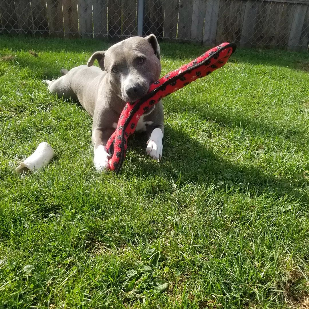 Adopt-a-bull Louise loves 💘 this new toy an awesome potential adopter donated.  You can tell how much she loves 💘 it from the full frog 🐸 legs she's rocking haha.  Louise is a young active girl who would love a 👪 that is just as active.
<a target='_blank' href='https://www.instagram.com/explore/tags/thebusterfoundation/'>#thebusterfoundation</a>
<a target='_blank' href='https://www.instagram.com/explore/tags/pitbull/'>#pitbull</a>
<a target='_blank' href='https://www.instagram.com/explore/tags/pitbullsofinstagram/'>#pitbullsofinstagram</a>
<a target='_blank' href='https://www.instagram.com/explore/tags/pitbulladvocate/'>#pitbulladvocate</a>
<a target='_blank' href='https://www.instagram.com/explore/tags/bullybreed/'>#bullybreed</a>
<a target='_blank' href='https://www.instagram.com/explore/tags/dontbullymybreed/'>#dontbullymybreed</a>
<a target='_blank' href='https://www.instagram.com/explore/tags/rescuedog/'>#rescuedog</a>
<a target='_blank' href='https://www.instagram.com/explore/tags/rescueismyfavoritebreed/'>#rescueismyfavoritebreed</a>
<a target='_blank' href='https://www.instagram.com/explore/tags/detroitrescuedogs/'>#detroitrescuedogs</a>