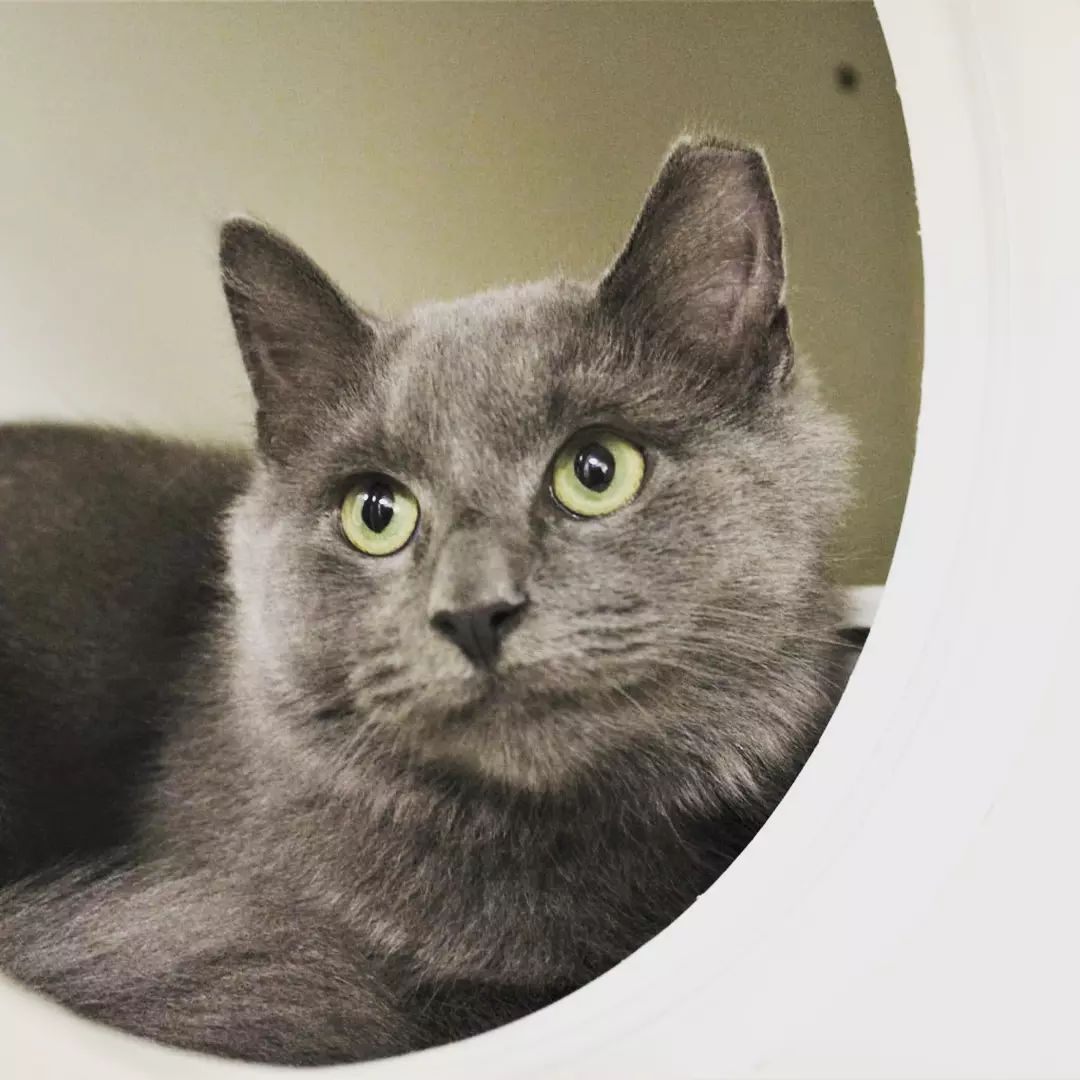 Dorian is a shy and sensitive type with a penchant for mischief.   Our 6 month old Dorian was destined to be released outside when we stepped in to give him a chance. 

His perfect adopter needs to be experienced and patient.  He seems to like other cats! 

Link to our adoption application in bio

<a target='_blank' href='https://www.instagram.com/explore/tags/DorianGray/'>#DorianGray</a> <a target='_blank' href='https://www.instagram.com/explore/tags/Wildecats/'>#Wildecats</a> <a target='_blank' href='https://www.instagram.com/explore/tags/allcatsaregrey/'>#allcatsaregrey</a> <a target='_blank' href='https://www.instagram.com/explore/tags/earfloofs/'>#earfloofs</a> <a target='_blank' href='https://www.instagram.com/explore/tags/floof/'>#floof</a> <a target='_blank' href='https://www.instagram.com/explore/tags/fluffycat/'>#fluffycat</a> <a target='_blank' href='https://www.instagram.com/explore/tags/kittensofinstagram/'>#kittensofinstagram</a> <a target='_blank' href='https://www.instagram.com/explore/tags/fromthestreets/'>#fromthestreets</a> <a target='_blank' href='https://www.instagram.com/explore/tags/semiferal/'>#semiferal</a> <a target='_blank' href='https://www.instagram.com/explore/tags/adoptablekittensofinstgram/'>#adoptablekittensofinstgram</a>