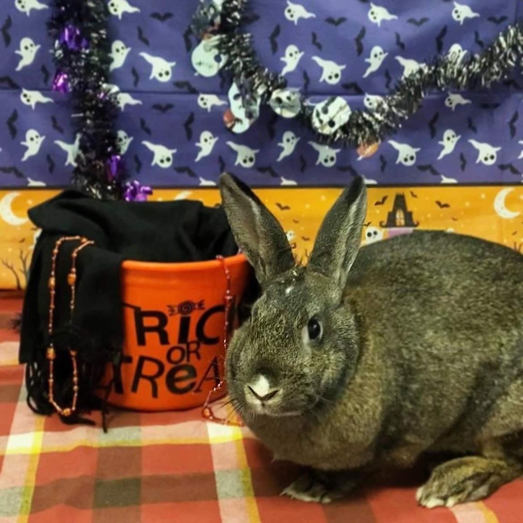 You heard it! 

We have SIX bunnies available for adoption! All of these lovely pumpkins have fully sponsored adoption fees AND we are including a starter kit (last picture) for you and your new forever friend. Plus, for a donation of $30, we will include the cage 🐰

Stop out at our Adoption Center to meet and adopt them! 

<a target='_blank' href='https://www.instagram.com/explore/tags/adopt/'>#adopt</a> <a target='_blank' href='https://www.instagram.com/explore/tags/animalshelter/'>#animalshelter</a> <a target='_blank' href='https://www.instagram.com/explore/tags/cofpets/'>#cofpets</a>