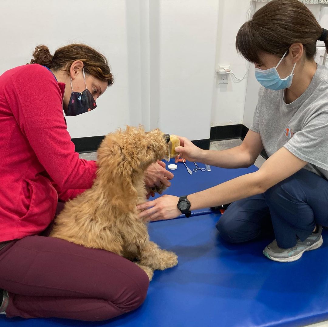 Hey guys, it’s me, the Fozzie pup!  So the surgeon said I’d grown SO much that it my be possible to splint my paw or do a smaller procedure.  So yesterday, Ana, of Casa Ana fame, took me to the rehab gurus at @beachanimalrehab where we will be doing physical therapy exercises for overall flexibility.  Ana says we wait and see how the next couple of months go with my growing process then meet with the surgeon again down the line. Thanks to everyone at the sparky village for the love and support.  For an abandoned pup with a bum leg, I really am a lucky fella! <a target='_blank' href='https://www.instagram.com/explore/tags/sparkyandthegang/'>#sparkyandthegang</a> <a target='_blank' href='https://www.instagram.com/explore/tags/goldendoodlepuppy/'>#goldendoodlepuppy</a> <a target='_blank' href='https://www.instagram.com/explore/tags/rescuedoodle/'>#rescuedoodle</a> <a target='_blank' href='https://www.instagram.com/explore/tags/adoptdontshop/'>#adoptdontshop</a> <a target='_blank' href='https://www.instagram.com/explore/tags/fosteringsaveslives/'>#fosteringsaveslives</a> <a target='_blank' href='https://www.instagram.com/explore/tags/doodlemix/'>#doodlemix</a> <a target='_blank' href='https://www.instagram.com/explore/tags/whohasabumleg/'>#whohasabumleg</a> <a target='_blank' href='https://www.instagram.com/explore/tags/iguessitsme/'>#iguessitsme</a>