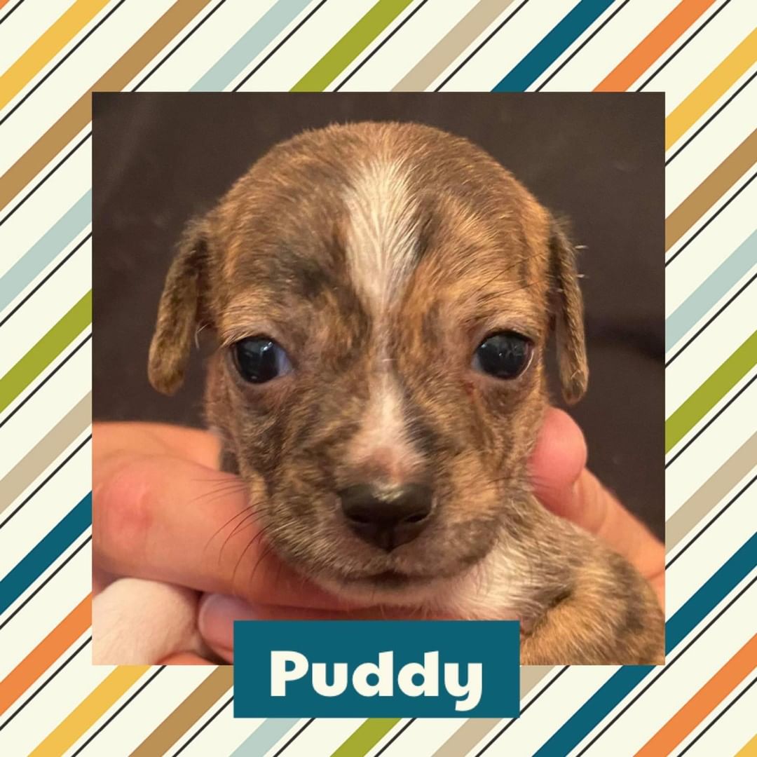 Cricket, our Chihuahua/Terrier mix is looking for her forever home and so are her pups! If interested in adopting please submit an application at https://humanesocietybaycounty.org/adoption-form/