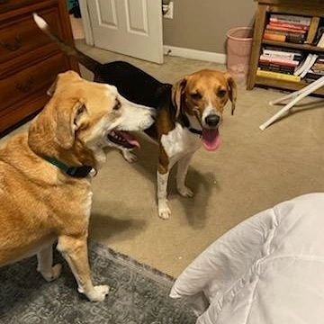 Remember Rock, the cutie that was recently on FOX 24 Charleston? Well, he has been officially adopted! His new name is Levi and he has a best friend/furbrother to run with. He is so happy!  Be a good boy Levi❤