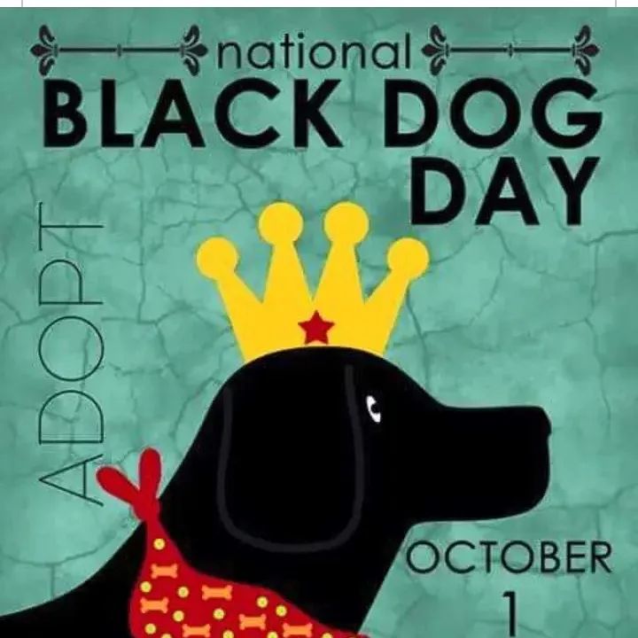 Today, National Black Dog Day, is all about loving our best friends with black fur. Did you know that black dogs are the least likely to be adopted? However, black dogs are just as lovable, loyal, and cuddly as any other color of dog!  See that picture? Go ahead and say it, ”awwwww!” Who couldn’t love that adorable black pup? But did you know that the same stigma that surrounds black cats also affects black dogs?  It’s crazy but true! Even today, there are still people who mistakenly believe that black dogs are bad omens and harbingers of rotten luck.  National Black Dog Day, celebrated each year on October 1, seeks to change that. The good news: there are plenty of black dogs to choose from at a shelter near you. The bad news: it's because of so-called 