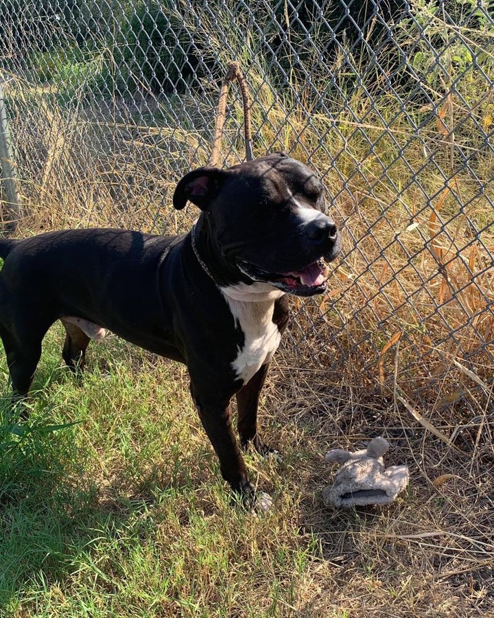 Meet CUBAN!!!!
 This beautiful 80 pound guy was wandering around the streets of Texas. 
  He is super sweet. Has had all his shots, is neutered and he tested HW-!
 Very affectionate. No aggression seen with other dogs .  Is not good with cats!

https://form.jotform.com/Pulledfromthepits/AdoptaPit