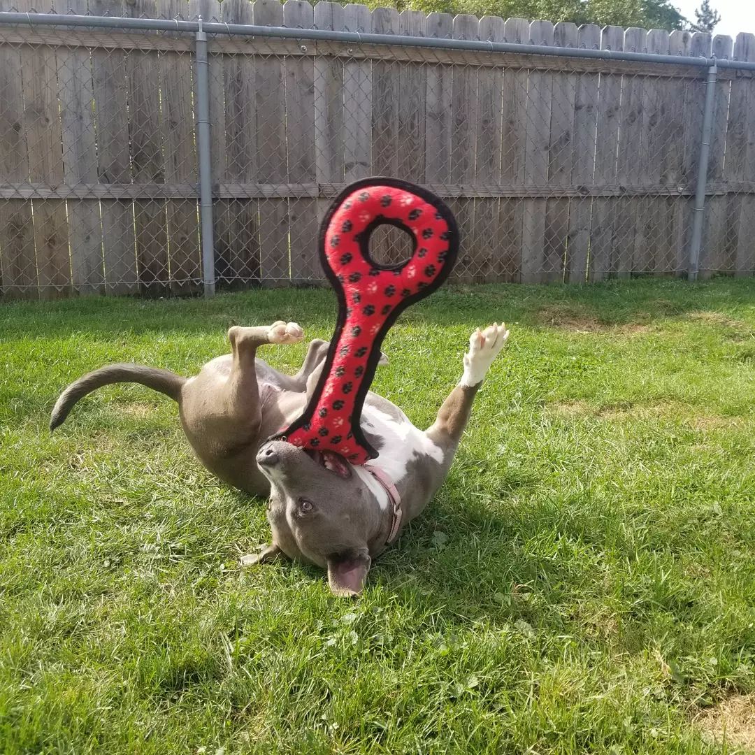 Adopt-a-bull Louise loves 💘 this new toy an awesome potential adopter donated.  You can tell how much she loves 💘 it from the full frog 🐸 legs she's rocking haha.  Louise is a young active girl who would love a 👪 that is just as active.
<a target='_blank' href='https://www.instagram.com/explore/tags/thebusterfoundation/'>#thebusterfoundation</a>
<a target='_blank' href='https://www.instagram.com/explore/tags/pitbull/'>#pitbull</a>
<a target='_blank' href='https://www.instagram.com/explore/tags/pitbullsofinstagram/'>#pitbullsofinstagram</a>
<a target='_blank' href='https://www.instagram.com/explore/tags/pitbulladvocate/'>#pitbulladvocate</a>
<a target='_blank' href='https://www.instagram.com/explore/tags/bullybreed/'>#bullybreed</a>
<a target='_blank' href='https://www.instagram.com/explore/tags/dontbullymybreed/'>#dontbullymybreed</a>
<a target='_blank' href='https://www.instagram.com/explore/tags/rescuedog/'>#rescuedog</a>
<a target='_blank' href='https://www.instagram.com/explore/tags/rescueismyfavoritebreed/'>#rescueismyfavoritebreed</a>
<a target='_blank' href='https://www.instagram.com/explore/tags/detroitrescuedogs/'>#detroitrescuedogs</a>