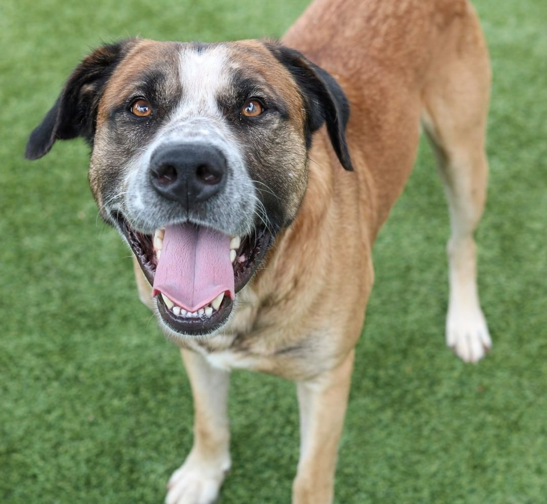 Coco (A580591) and many more like him are here with us and would love to find a home very soon! 
--Neutered male
--Approx. 2 years old
--73 pounds
--Does well with most dogs
--Treat / toy motivated
--Enjoys affection and belly rubs
--Heartworm positive but we have low cost treatment here at our Pet Clinic
In Texas, Bigger IS Better!!!