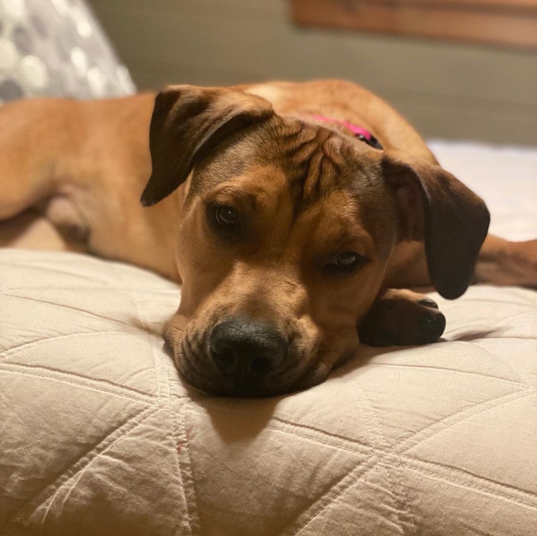 ADOPTION UPDATE! 

Duke is doing so well in his forever home! He spends his days making new friends and playing at the dog park. When not playing, he is napping and dreaming of his next adventure. Duke is forever a 50+ lbs lap dog.

Till Duke’s next adventure on a boat. Duke was on a boat!!! How awesome is that.

Happy Friday and have a wonderful weekend.