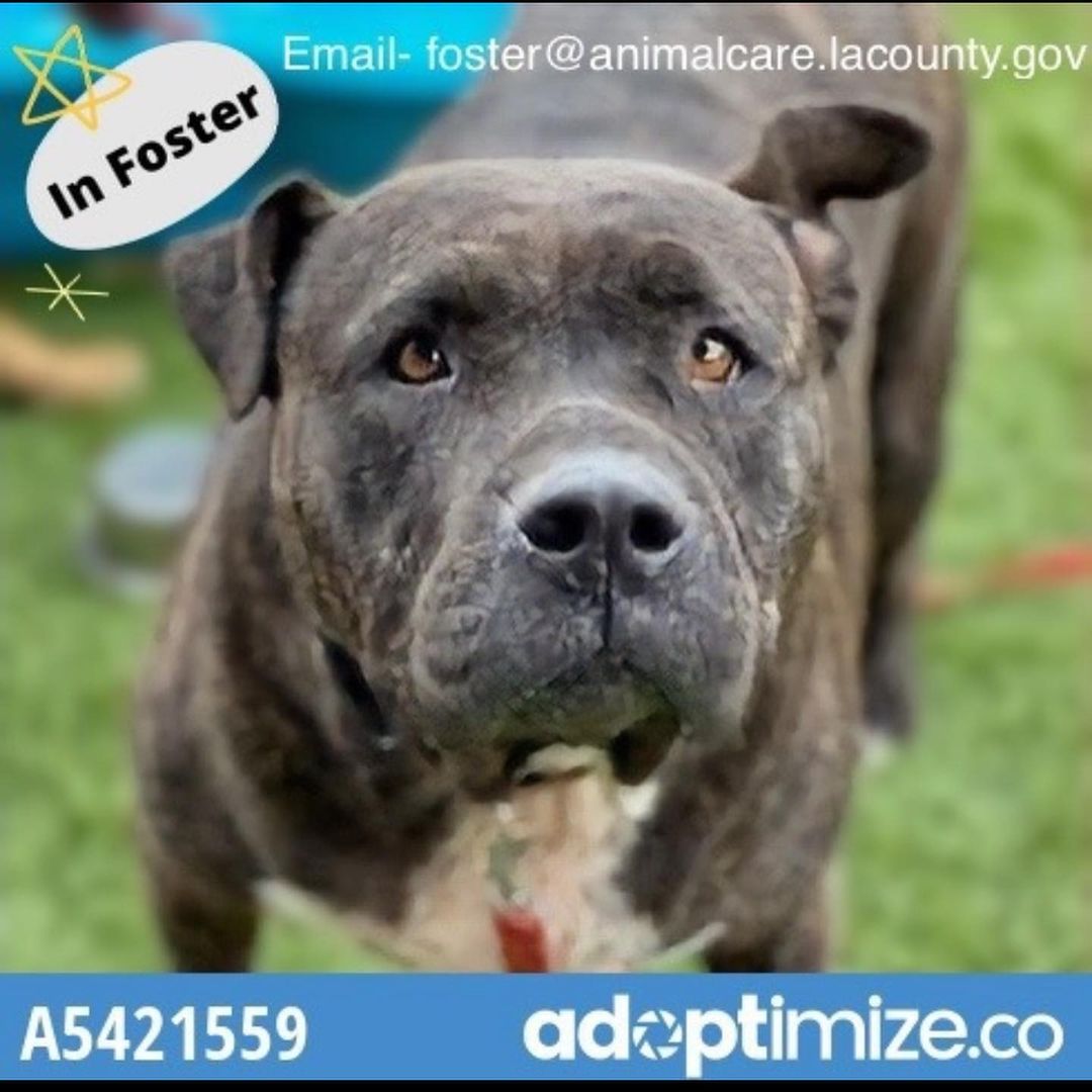 Our sweet lovely Petunia the pit-opotamus has been having fun with her two foster brothers. She is getting better at walks as she looses weight - and is sweet, gentle, and shy at times. She loves being near people! She still needs a forever home! Email Foster@animalcare.lacounty.gov to meet and adopt! <a target='_blank' href='https://www.instagram.com/explore/tags/a5421559/'>#a5421559</a> <a target='_blank' href='https://www.instagram.com/explore/tags/pitbullsofinstagram/'>#pitbullsofinstagram</a> <a target='_blank' href='https://www.instagram.com/explore/tags/pitbull/'>#pitbull</a> <a target='_blank' href='https://www.instagram.com/explore/tags/pitopotamus/'>#pitopotamus</a> <a target='_blank' href='https://www.instagram.com/explore/tags/workingonherfitness/'>#workingonherfitness</a> <a target='_blank' href='https://www.instagram.com/explore/tags/adoptdontshop/'>#adoptdontshop</a>