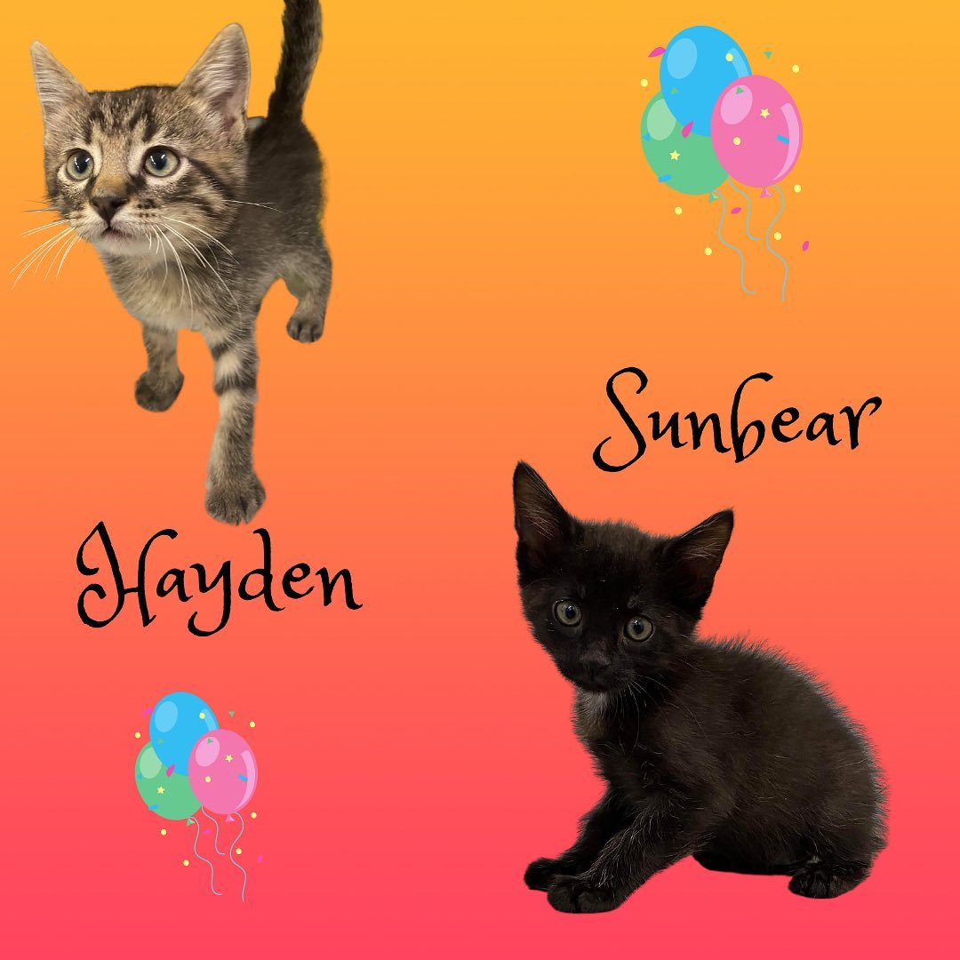 We have lots of cute and cuddly kittens available for adoption! If you are interested in adopting, we are open Monday-Saturday, 1-5pm and would be more than happy to help you find your new best friend! You can find the rest of our adoptable pets at https://www.petfinder.com/search/pets-for-adoption/?shelter_id%5B0%5D=KS03&sort%5B0%5D=recently_added! If you have any questions, please feel free to give us a call at 785-587-2783.