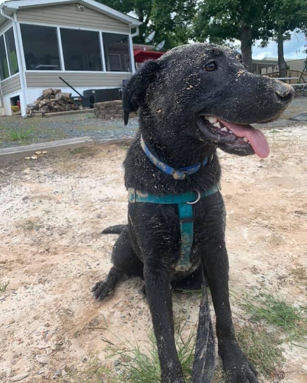 ✨ NATIONAL BLACK DOG DAY ✨ 

We LOVE our black dogs at NAMR. These handsome fellows are Spencer (loves water and sand 🙈), Berkeley, and Simon! 

Unfortunately, because of “Black Dog Syndrome” black dogs spend more time in the shelter and are passed over in favor of their lighter colored counterparts. 

If you’re interested in meeting any of our black dogs, head to our website! 🐾