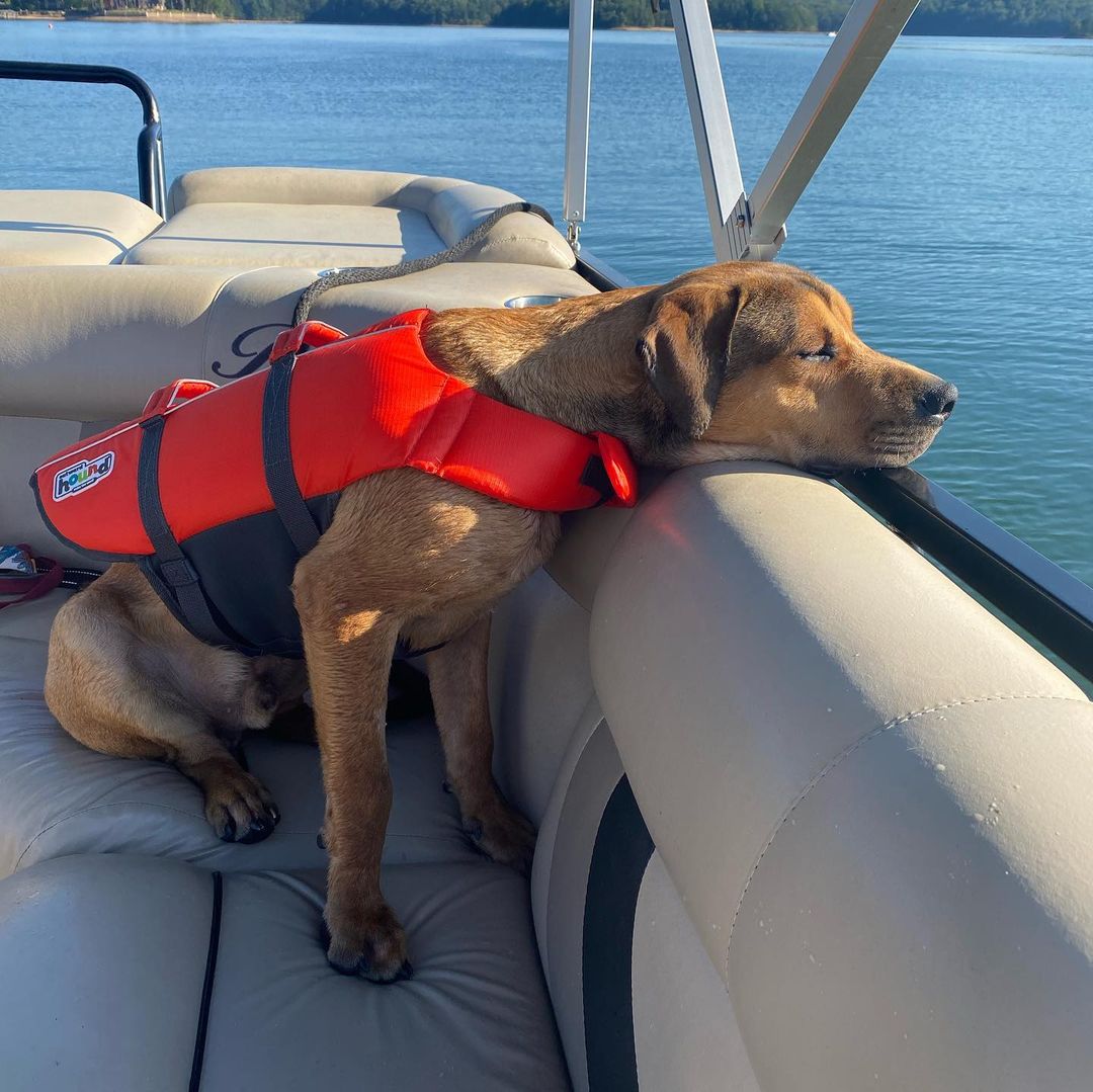 ADOPTION UPDATE! 

Duke is doing so well in his forever home! He spends his days making new friends and playing at the dog park. When not playing, he is napping and dreaming of his next adventure. Duke is forever a 50+ lbs lap dog.

Till Duke’s next adventure on a boat. Duke was on a boat!!! How awesome is that.

Happy Friday and have a wonderful weekend.