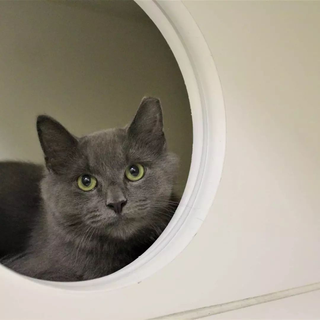 Dorian is a shy and sensitive type with a penchant for mischief.   Our 6 month old Dorian was destined to be released outside when we stepped in to give him a chance. 

His perfect adopter needs to be experienced and patient.  He seems to like other cats! 

Link to our adoption application in bio

<a target='_blank' href='https://www.instagram.com/explore/tags/DorianGray/'>#DorianGray</a> <a target='_blank' href='https://www.instagram.com/explore/tags/Wildecats/'>#Wildecats</a> <a target='_blank' href='https://www.instagram.com/explore/tags/allcatsaregrey/'>#allcatsaregrey</a> <a target='_blank' href='https://www.instagram.com/explore/tags/earfloofs/'>#earfloofs</a> <a target='_blank' href='https://www.instagram.com/explore/tags/floof/'>#floof</a> <a target='_blank' href='https://www.instagram.com/explore/tags/fluffycat/'>#fluffycat</a> <a target='_blank' href='https://www.instagram.com/explore/tags/kittensofinstagram/'>#kittensofinstagram</a> <a target='_blank' href='https://www.instagram.com/explore/tags/fromthestreets/'>#fromthestreets</a> <a target='_blank' href='https://www.instagram.com/explore/tags/semiferal/'>#semiferal</a> <a target='_blank' href='https://www.instagram.com/explore/tags/adoptablekittensofinstgram/'>#adoptablekittensofinstgram</a>