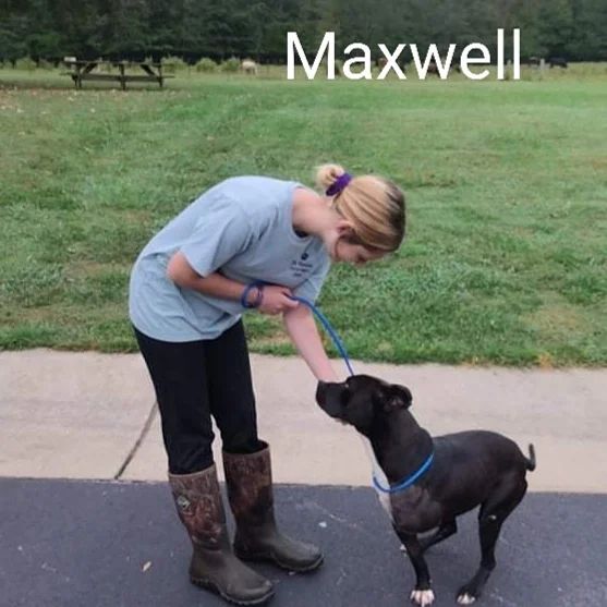 Today, National Black Dog Day, is all about loving our best friends with black fur. Did you know that black dogs are the least likely to be adopted? However, black dogs are just as lovable, loyal, and cuddly as any other color of dog!  See that picture? Go ahead and say it, ”awwwww!” Who couldn’t love that adorable black pup? But did you know that the same stigma that surrounds black cats also affects black dogs?  It’s crazy but true! Even today, there are still people who mistakenly believe that black dogs are bad omens and harbingers of rotten luck.  National Black Dog Day, celebrated each year on October 1, seeks to change that. The good news: there are plenty of black dogs to choose from at a shelter near you. The bad news: it's because of so-called 