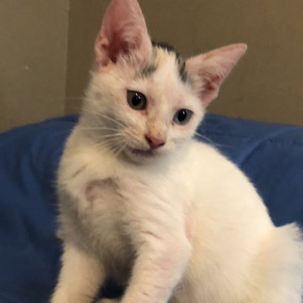 https://givebutter.com/SEUObL 

Neighbors, asking for your help for one of our rescue kittens. She’s currently at the hospital undergoing X-rays. Unfortunately, prior animals have maxed our care credit. If you can help at all it would be appreciated. Please even $10 and share on social media. 

Joanie has overcome mange and streets and was just ready to be adopted.  <a target='_blank' href='https://www.instagram.com/explore/tags/savejoanie/'>#savejoanie</a> <a target='_blank' href='https://www.instagram.com/explore/tags/help/'>#help</a>