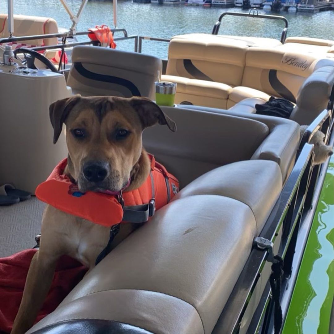 ADOPTION UPDATE! 

Duke is doing so well in his forever home! He spends his days making new friends and playing at the dog park. When not playing, he is napping and dreaming of his next adventure. Duke is forever a 50+ lbs lap dog.

Till Duke’s next adventure on a boat. Duke was on a boat!!! How awesome is that.

Happy Friday and have a wonderful weekend.