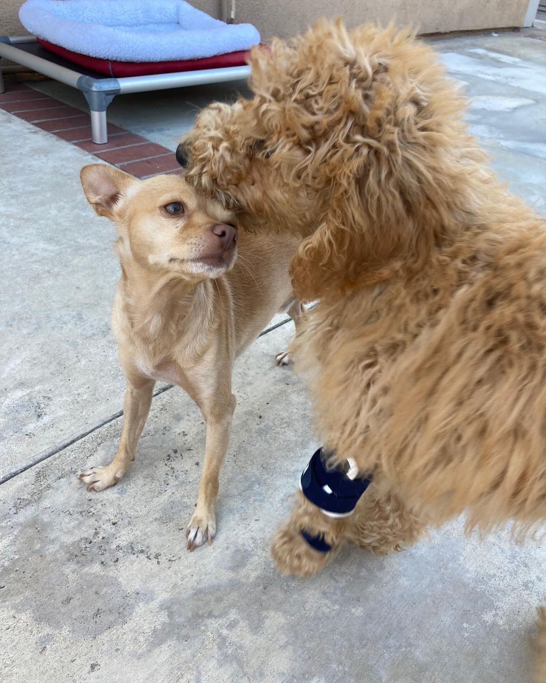 Hi, it’s me, Ronnie! I get that everyone loves a doodle, but can I just say, look at a me, the ten pound 2 year old chi also living at casa Ana.  I am good with dogs, play time, and snuggles.  I have lived with kids and if I take a little to warm up to strangers, once you prove you mean no harm, I’m yours for life.  <a target='_blank' href='https://www.instagram.com/explore/tags/adoptdontshop/'>#adoptdontshop</a> <a target='_blank' href='https://www.instagram.com/explore/tags/fosteringsaveslives/'>#fosteringsaveslives</a> <a target='_blank' href='https://www.instagram.com/explore/tags/fostermum/'>#fostermum</a> <a target='_blank' href='https://www.instagram.com/explore/tags/chiuahuasofinstagram/'>#chiuahuasofinstagram</a> <a target='_blank' href='https://www.instagram.com/explore/tags/rescuechi/'>#rescuechi</a> <a target='_blank' href='https://www.instagram.com/explore/tags/sparkyandthegang/'>#sparkyandthegang</a> <a target='_blank' href='https://www.instagram.com/explore/tags/imcute/'>#imcute</a> <a target='_blank' href='https://www.instagram.com/explore/tags/pleaseadoptme/'>#pleaseadoptme</a>