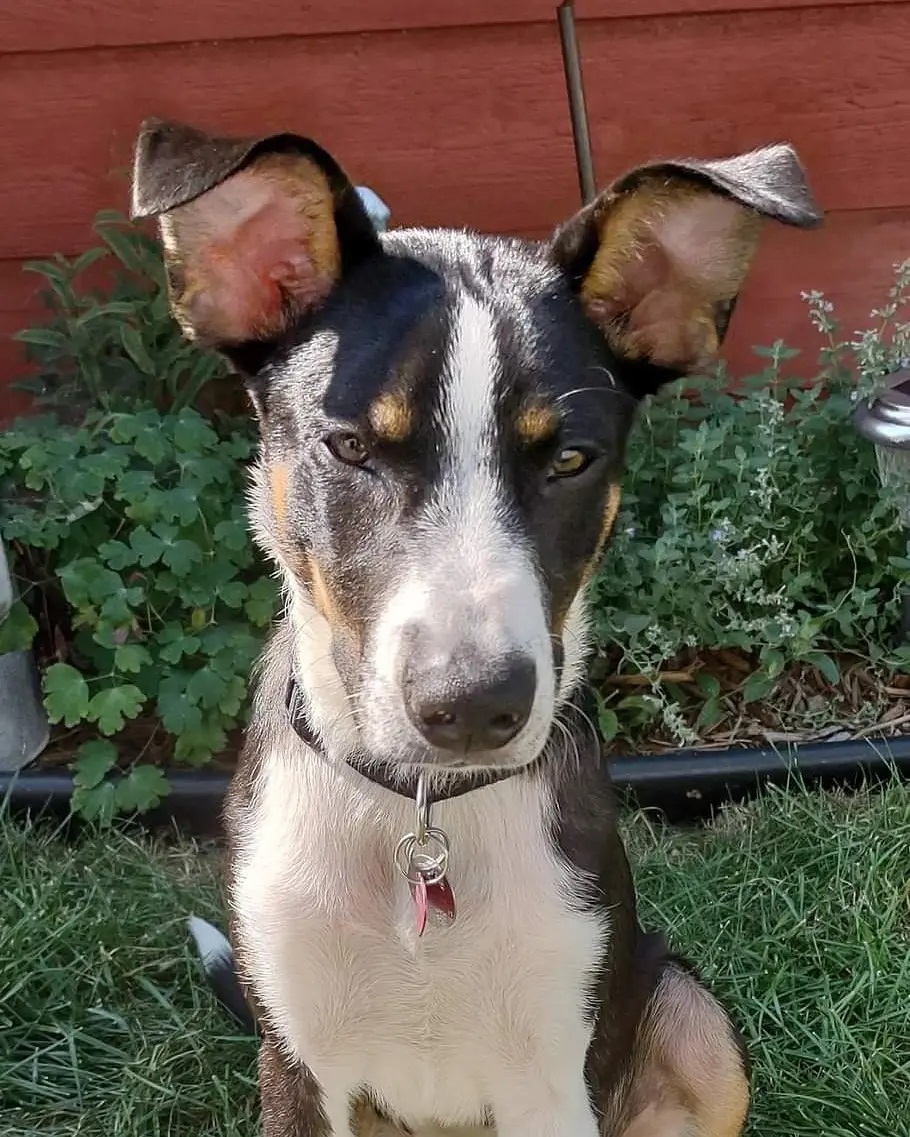 ADOPTION OPPORTUNITY 

My name is Baxter. 

I am an energetic five and a half month old male puppy mix.  I am a short haired tri color with cute big ears. I weigh 25# and I don't think I will get very big. I am truly golden at heart! 

I am potty trained and know sit, come, stay and shake. I am very alert and learn quickly. I walk nicely on a leash, a harness helps. I also take correction well. Mom tells me I have the best 