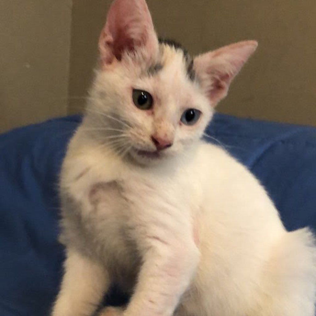 https://givebutter.com/SEUObL 

Neighbors, asking for your help for one of our rescue kittens. She’s currently at the hospital undergoing X-rays. Unfortunately, prior animals have maxed our care credit. If you can help at all it would be appreciated. Please even $10 and share on social media. 

Joanie has overcome mange and streets and was just ready to be adopted.  <a target='_blank' href='https://www.instagram.com/explore/tags/savejoanie/'>#savejoanie</a> <a target='_blank' href='https://www.instagram.com/explore/tags/help/'>#help</a>