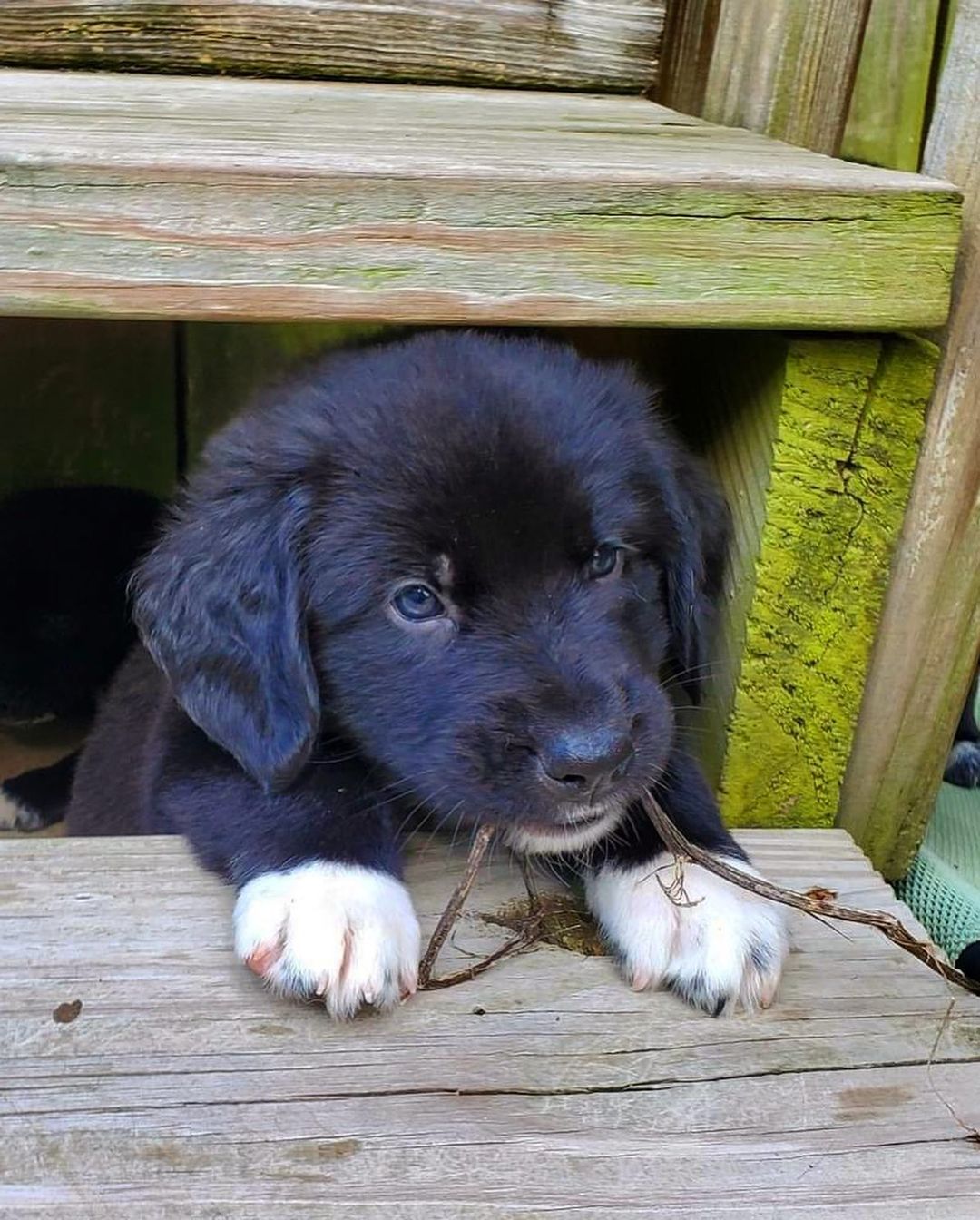 Happy National Black Dog Day from the B Pup Litter!! 🐾🖤🐾🖤

For more information about adopting these cuties or any other OPH dogs,  check out the link in our bio.

<a target='_blank' href='https://www.instagram.com/explore/tags/rescuepuppy/'>#rescuepuppy</a> <a target='_blank' href='https://www.instagram.com/explore/tags/puppiesofinstagram/'>#puppiesofinstagram</a> <a target='_blank' href='https://www.instagram.com/explore/tags/puppy/'>#puppy</a> <a target='_blank' href='https://www.instagram.com/explore/tags/puppies/'>#puppies</a> <a target='_blank' href='https://www.instagram.com/explore/tags/puppylove/'>#puppylove</a> <a target='_blank' href='https://www.instagram.com/explore/tags/puppylovers/'>#puppylovers</a> <a target='_blank' href='https://www.instagram.com/explore/tags/adoptabledog/'>#adoptabledog</a> <a target='_blank' href='https://www.instagram.com/explore/tags/adoptdontshop/'>#adoptdontshop</a> <a target='_blank' href='https://www.instagram.com/explore/tags/opttoadopt/'>#opttoadopt</a> <a target='_blank' href='https://www.instagram.com/explore/tags/ophrescue/'>#ophrescue</a> <a target='_blank' href='https://www.instagram.com/explore/tags/savedogs/'>#savedogs</a> <a target='_blank' href='https://www.instagram.com/explore/tags/dogrescue/'>#dogrescue</a> <a target='_blank' href='https://www.instagram.com/explore/tags/rescuedogs/'>#rescuedogs</a> <a target='_blank' href='https://www.instagram.com/explore/tags/mustlovedogs/'>#mustlovedogs</a> <a target='_blank' href='https://www.instagram.com/explore/tags/rescuedismyfavoritebreed/'>#rescuedismyfavoritebreed</a> <a target='_blank' href='https://www.instagram.com/explore/tags/blackdog/'>#blackdog</a>