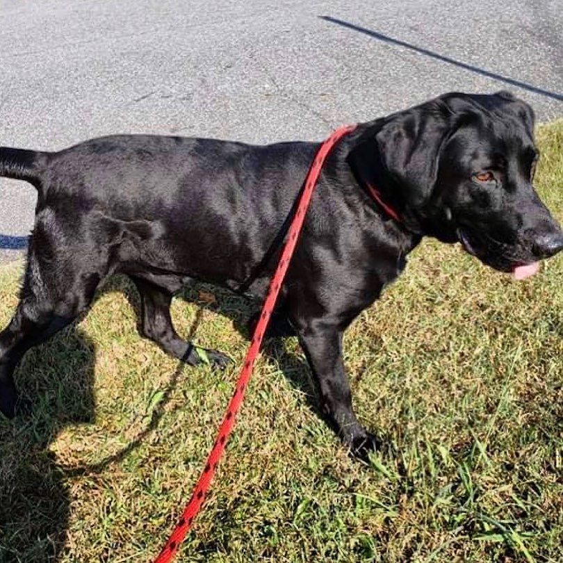 Meet Mr Sherman - he just had his freedom ride. Sherman is about 1 year old. More info to come soon.