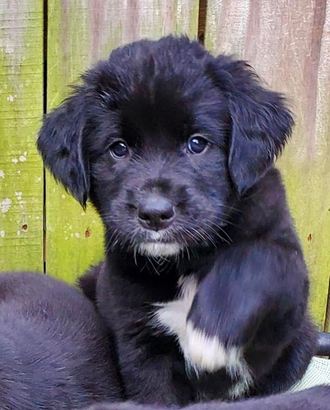 Happy National Black Dog Day from the B Pup Litter!! 🐾🖤🐾🖤

For more information about adopting these cuties or any other OPH dogs,  check out the link in our bio.

<a target='_blank' href='https://www.instagram.com/explore/tags/rescuepuppy/'>#rescuepuppy</a> <a target='_blank' href='https://www.instagram.com/explore/tags/puppiesofinstagram/'>#puppiesofinstagram</a> <a target='_blank' href='https://www.instagram.com/explore/tags/puppy/'>#puppy</a> <a target='_blank' href='https://www.instagram.com/explore/tags/puppies/'>#puppies</a> <a target='_blank' href='https://www.instagram.com/explore/tags/puppylove/'>#puppylove</a> <a target='_blank' href='https://www.instagram.com/explore/tags/puppylovers/'>#puppylovers</a> <a target='_blank' href='https://www.instagram.com/explore/tags/adoptabledog/'>#adoptabledog</a> <a target='_blank' href='https://www.instagram.com/explore/tags/adoptdontshop/'>#adoptdontshop</a> <a target='_blank' href='https://www.instagram.com/explore/tags/opttoadopt/'>#opttoadopt</a> <a target='_blank' href='https://www.instagram.com/explore/tags/ophrescue/'>#ophrescue</a> <a target='_blank' href='https://www.instagram.com/explore/tags/savedogs/'>#savedogs</a> <a target='_blank' href='https://www.instagram.com/explore/tags/dogrescue/'>#dogrescue</a> <a target='_blank' href='https://www.instagram.com/explore/tags/rescuedogs/'>#rescuedogs</a> <a target='_blank' href='https://www.instagram.com/explore/tags/mustlovedogs/'>#mustlovedogs</a> <a target='_blank' href='https://www.instagram.com/explore/tags/rescuedismyfavoritebreed/'>#rescuedismyfavoritebreed</a> <a target='_blank' href='https://www.instagram.com/explore/tags/blackdog/'>#blackdog</a>