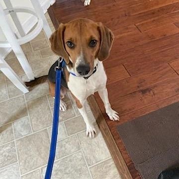 Remember Rock, the cutie that was recently on FOX 24 Charleston? Well, he has been officially adopted! His new name is Levi and he has a best friend/furbrother to run with. He is so happy!  Be a good boy Levi❤