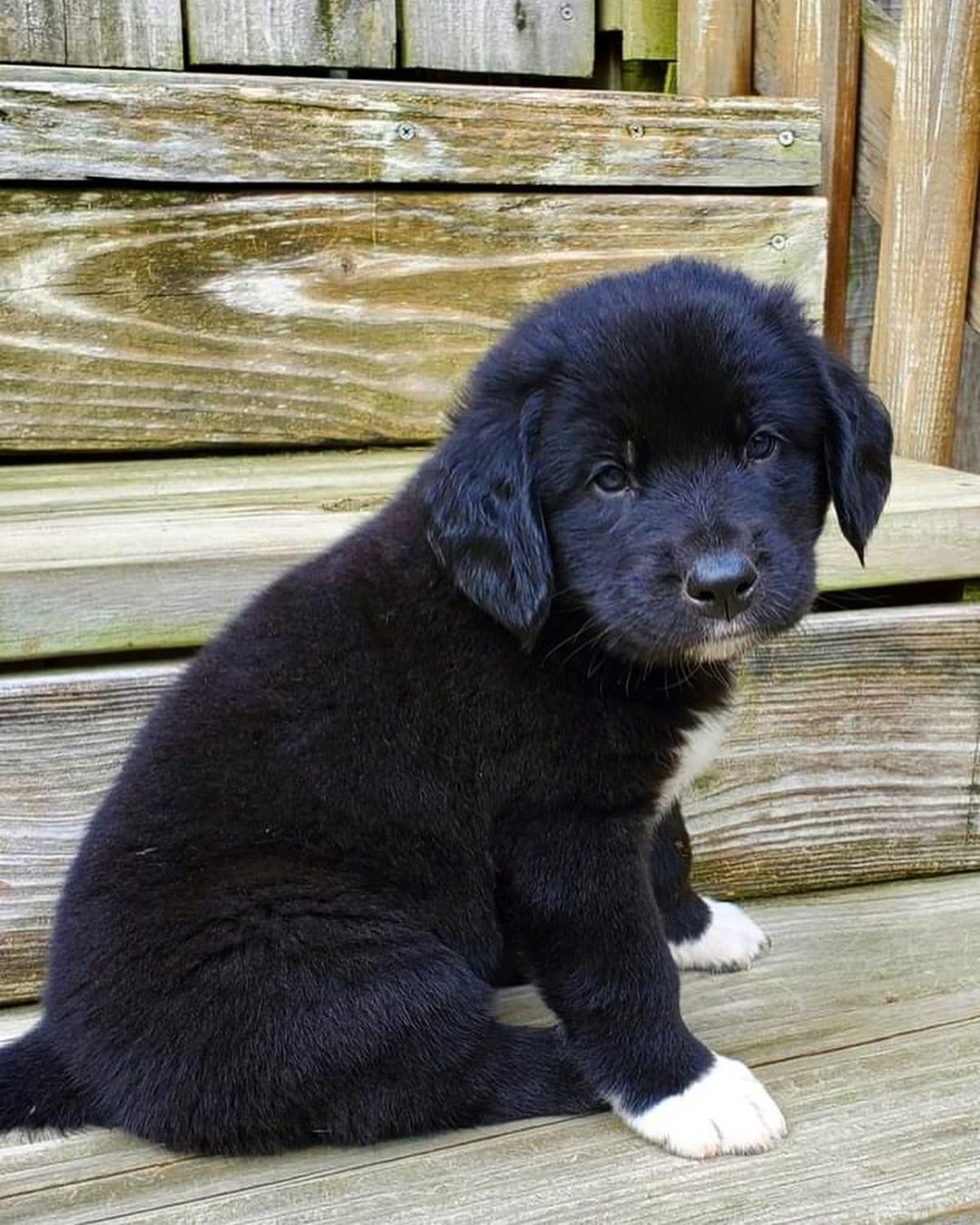 Happy National Black Dog Day from the B Pup Litter!! 🐾🖤🐾🖤

For more information about adopting these cuties or any other OPH dogs,  check out the link in our bio.

<a target='_blank' href='https://www.instagram.com/explore/tags/rescuepuppy/'>#rescuepuppy</a> <a target='_blank' href='https://www.instagram.com/explore/tags/puppiesofinstagram/'>#puppiesofinstagram</a> <a target='_blank' href='https://www.instagram.com/explore/tags/puppy/'>#puppy</a> <a target='_blank' href='https://www.instagram.com/explore/tags/puppies/'>#puppies</a> <a target='_blank' href='https://www.instagram.com/explore/tags/puppylove/'>#puppylove</a> <a target='_blank' href='https://www.instagram.com/explore/tags/puppylovers/'>#puppylovers</a> <a target='_blank' href='https://www.instagram.com/explore/tags/adoptabledog/'>#adoptabledog</a> <a target='_blank' href='https://www.instagram.com/explore/tags/adoptdontshop/'>#adoptdontshop</a> <a target='_blank' href='https://www.instagram.com/explore/tags/opttoadopt/'>#opttoadopt</a> <a target='_blank' href='https://www.instagram.com/explore/tags/ophrescue/'>#ophrescue</a> <a target='_blank' href='https://www.instagram.com/explore/tags/savedogs/'>#savedogs</a> <a target='_blank' href='https://www.instagram.com/explore/tags/dogrescue/'>#dogrescue</a> <a target='_blank' href='https://www.instagram.com/explore/tags/rescuedogs/'>#rescuedogs</a> <a target='_blank' href='https://www.instagram.com/explore/tags/mustlovedogs/'>#mustlovedogs</a> <a target='_blank' href='https://www.instagram.com/explore/tags/rescuedismyfavoritebreed/'>#rescuedismyfavoritebreed</a> <a target='_blank' href='https://www.instagram.com/explore/tags/blackdog/'>#blackdog</a>