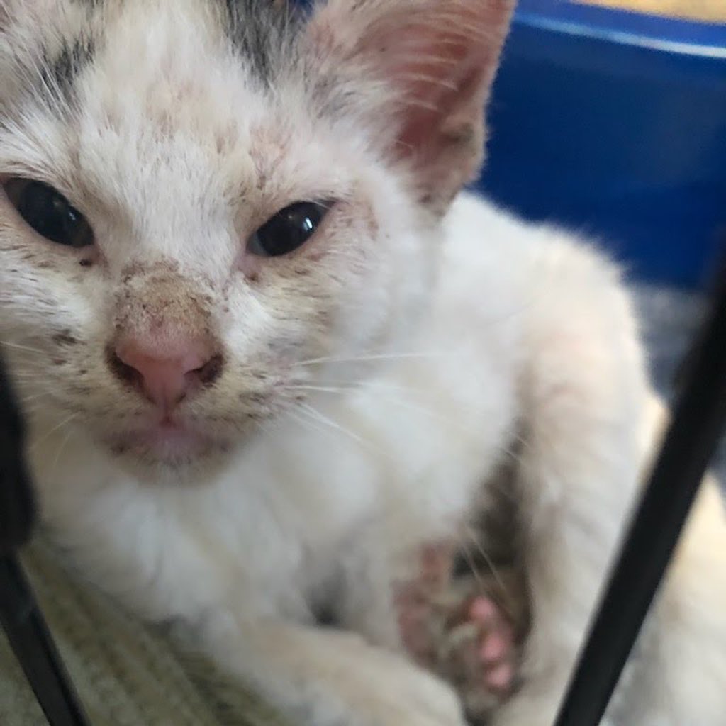 https://givebutter.com/SEUObL 

Neighbors, asking for your help for one of our rescue kittens. She’s currently at the hospital undergoing X-rays. Unfortunately, prior animals have maxed our care credit. If you can help at all it would be appreciated. Please even $10 and share on social media. 

Joanie has overcome mange and streets and was just ready to be adopted.  <a target='_blank' href='https://www.instagram.com/explore/tags/savejoanie/'>#savejoanie</a> <a target='_blank' href='https://www.instagram.com/explore/tags/help/'>#help</a>