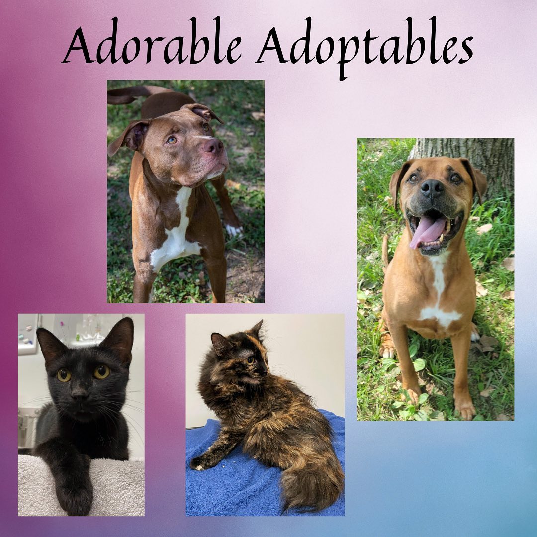 Here are just a few of the adorable adoptable animals here at T. Russell Reitz! If you are interested in adopting, we are open Monday-Saturday, 1-5pm and would be more than happy to help you find your new best friend! You can find the rest of our adoptable pets at https://www.petfinder.com/search/pets-for-adoption/?shelter_id%5B0%5D=KS03&sort%5B0%5D=recently_added! If you have any questions, please feel free to give us a call at 785-587-2783.