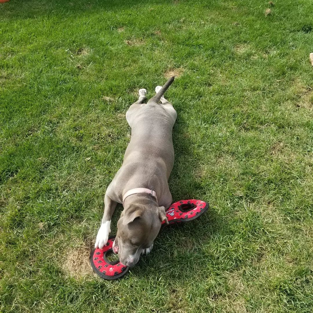 Adopt-a-bull Louise loves 💘 this new toy an awesome potential adopter donated.  You can tell how much she loves 💘 it from the full frog 🐸 legs she's rocking haha.  Louise is a young active girl who would love a 👪 that is just as active.
<a target='_blank' href='https://www.instagram.com/explore/tags/thebusterfoundation/'>#thebusterfoundation</a>
<a target='_blank' href='https://www.instagram.com/explore/tags/pitbull/'>#pitbull</a>
<a target='_blank' href='https://www.instagram.com/explore/tags/pitbullsofinstagram/'>#pitbullsofinstagram</a>
<a target='_blank' href='https://www.instagram.com/explore/tags/pitbulladvocate/'>#pitbulladvocate</a>
<a target='_blank' href='https://www.instagram.com/explore/tags/bullybreed/'>#bullybreed</a>
<a target='_blank' href='https://www.instagram.com/explore/tags/dontbullymybreed/'>#dontbullymybreed</a>
<a target='_blank' href='https://www.instagram.com/explore/tags/rescuedog/'>#rescuedog</a>
<a target='_blank' href='https://www.instagram.com/explore/tags/rescueismyfavoritebreed/'>#rescueismyfavoritebreed</a>
<a target='_blank' href='https://www.instagram.com/explore/tags/detroitrescuedogs/'>#detroitrescuedogs</a>