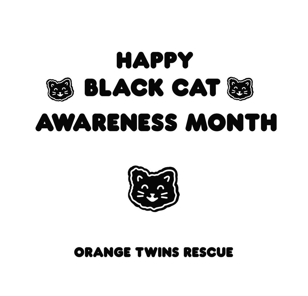 🐈‍⬛HAPPY BLACK CAT AWARENESS MONTH !! 🐈‍⬛

Repost and share🐈‍⬛!

🖤Tag us in pictures of your BLACK CATS!🐈‍⬛🖤