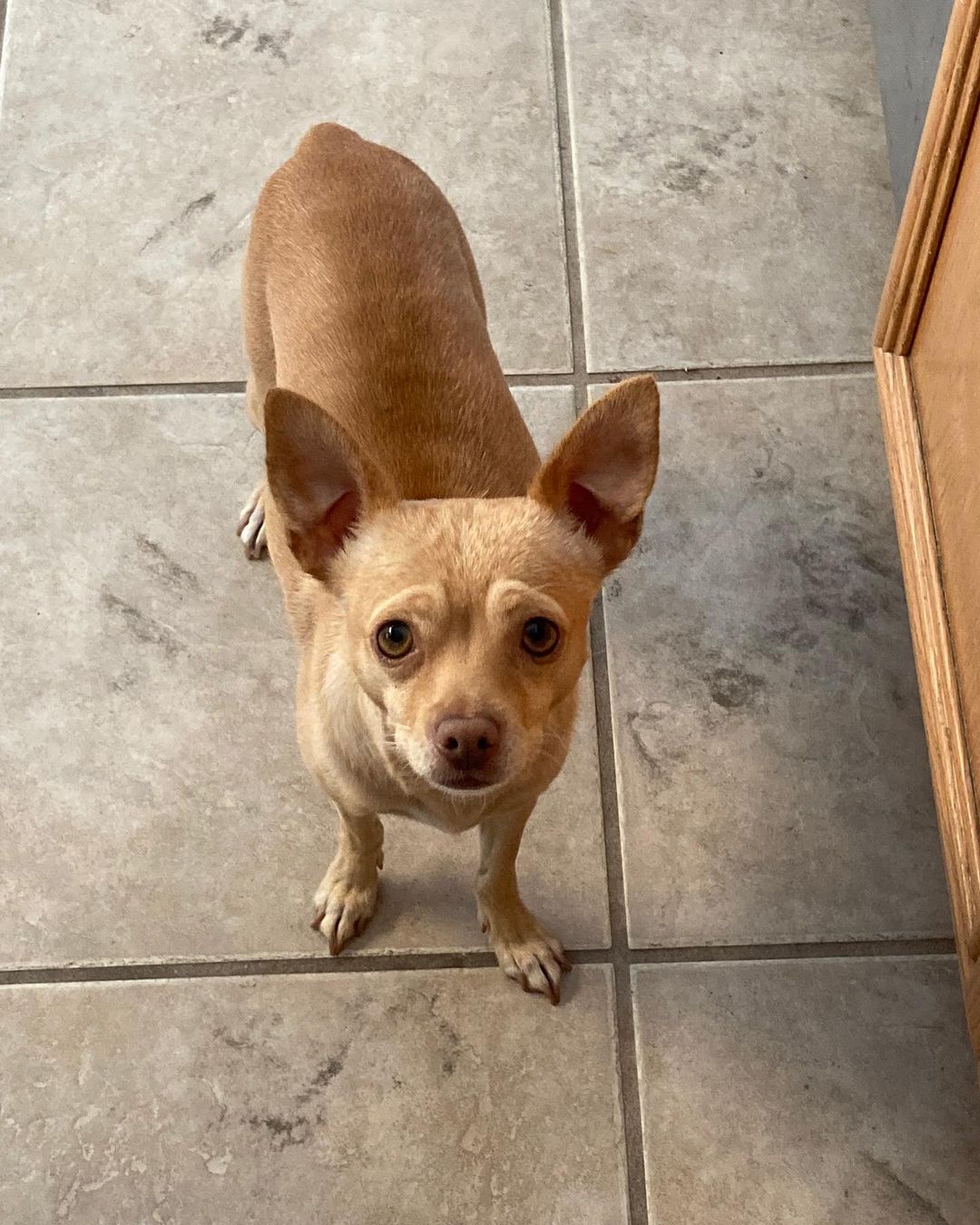 Hi, it’s me, Ronnie! I get that everyone loves a doodle, but can I just say, look at a me, the ten pound 2 year old chi also living at casa Ana.  I am good with dogs, play time, and snuggles.  I have lived with kids and if I take a little to warm up to strangers, once you prove you mean no harm, I’m yours for life.  <a target='_blank' href='https://www.instagram.com/explore/tags/adoptdontshop/'>#adoptdontshop</a> <a target='_blank' href='https://www.instagram.com/explore/tags/fosteringsaveslives/'>#fosteringsaveslives</a> <a target='_blank' href='https://www.instagram.com/explore/tags/fostermum/'>#fostermum</a> <a target='_blank' href='https://www.instagram.com/explore/tags/chiuahuasofinstagram/'>#chiuahuasofinstagram</a> <a target='_blank' href='https://www.instagram.com/explore/tags/rescuechi/'>#rescuechi</a> <a target='_blank' href='https://www.instagram.com/explore/tags/sparkyandthegang/'>#sparkyandthegang</a> <a target='_blank' href='https://www.instagram.com/explore/tags/imcute/'>#imcute</a> <a target='_blank' href='https://www.instagram.com/explore/tags/pleaseadoptme/'>#pleaseadoptme</a>