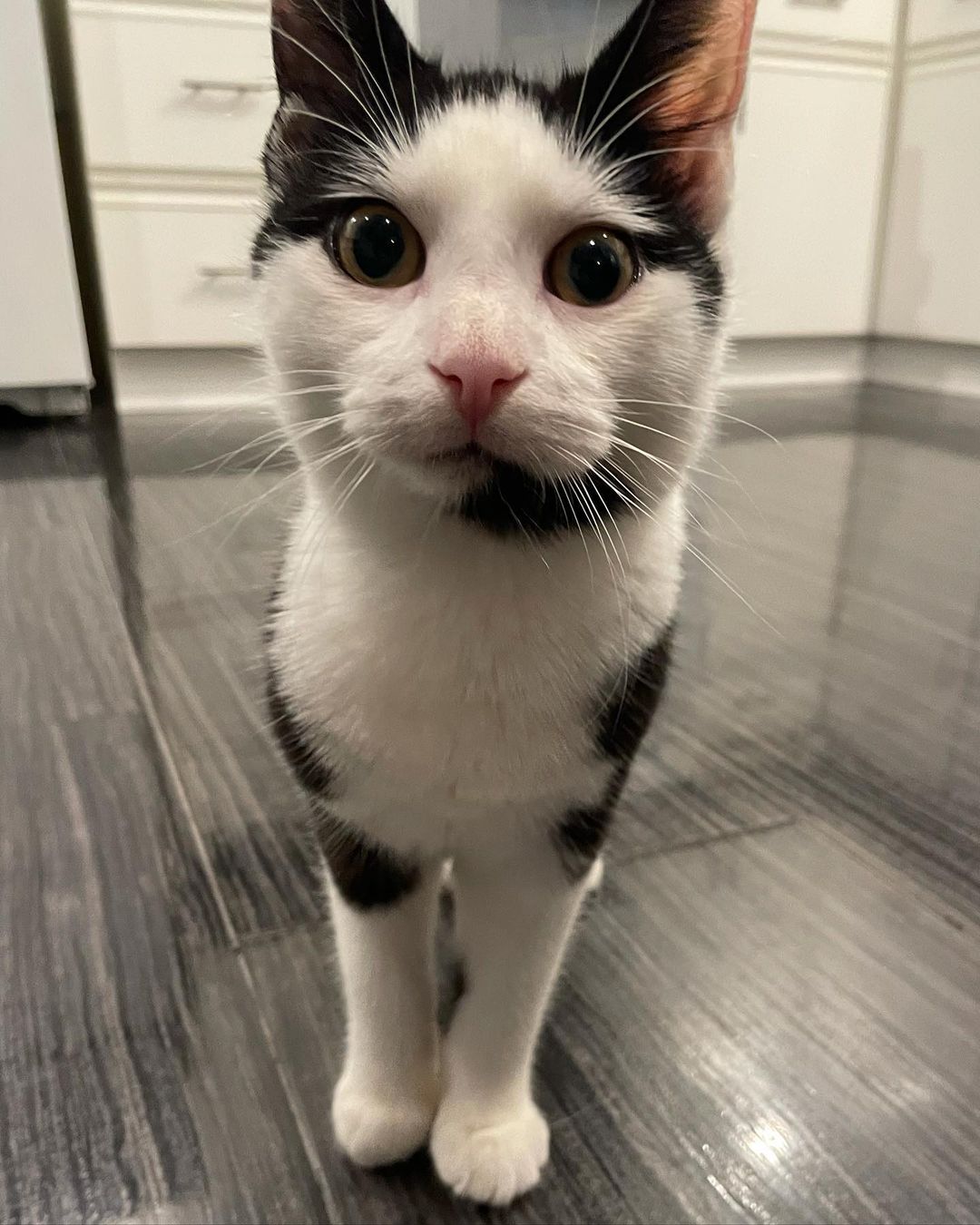 Hi umm hello umm is this thing on?? Oh ok! Hello world!! We are Toby (black and white) and Spencer (grey and white) and we are so happy to meet you all 😻😻 You May remember us as Honey and Spice. That was when we were still at the <a target='_blank' href='https://www.instagram.com/explore/tags/catshelter/'>#catshelter</a> with URIs and hoping for a <a target='_blank' href='https://www.instagram.com/explore/tags/foster/'>#foster</a> home. Well luckily we got one! And we’re all better now too 😃😃 We are sweet and playful 5 month old male <a target='_blank' href='https://www.instagram.com/explore/tags/kittens/'>#kittens</a> now ready for our <a target='_blank' href='https://www.instagram.com/explore/tags/fureverhome/'>#fureverhome</a> We also get along great with other <a target='_blank' href='https://www.instagram.com/explore/tags/kitties/'>#kitties</a> 💗 Are you looking for two <a target='_blank' href='https://www.instagram.com/explore/tags/handsomekitties/'>#handsomekitties</a> to call your own? Email our <a target='_blank' href='https://www.instagram.com/explore/tags/furriends/'>#furriends</a> at ForAnimalsNYC@gmail.com and ask about us, Toby and Spencer 🐱🐱 For faster processing, fill out the editable PDF adoption-application form at
https://www.foranimalsinc.com/adopt/our-adoption-process/ and email it to ForAnimalsNYC@gmail.com <a target='_blank' href='https://www.instagram.com/explore/tags/adoptdontshop/'>#adoptdontshop</a> <a target='_blank' href='https://www.instagram.com/explore/tags/rescueismyfavoritebreed/'>#rescueismyfavoritebreed</a> <a target='_blank' href='https://www.instagram.com/explore/tags/rescuekittens/'>#rescuekittens</a> <a target='_blank' href='https://www.instagram.com/explore/tags/kittensofinstagram/'>#kittensofinstagram</a> <a target='_blank' href='https://www.instagram.com/explore/tags/fosteringsaveslives/'>#fosteringsaveslives</a> <a target='_blank' href='https://www.instagram.com/explore/tags/tnr/'>#tnr</a>