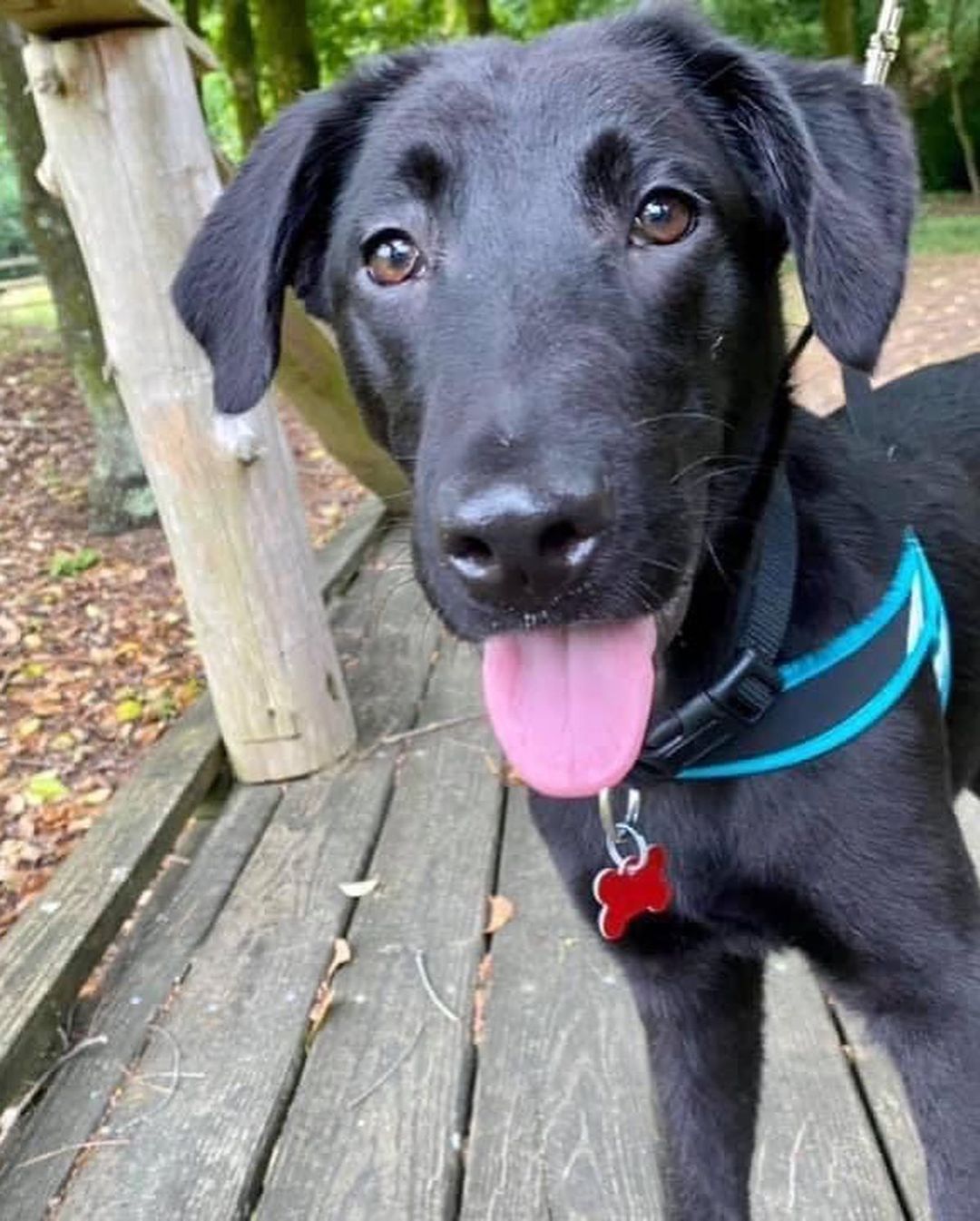 ✨ NATIONAL BLACK DOG DAY ✨ 

We LOVE our black dogs at NAMR. These handsome fellows are Spencer (loves water and sand 🙈), Berkeley, and Simon! 

Unfortunately, because of “Black Dog Syndrome” black dogs spend more time in the shelter and are passed over in favor of their lighter colored counterparts. 

If you’re interested in meeting any of our black dogs, head to our website! 🐾