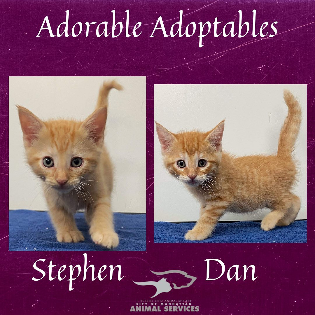 We have lots of new cats/kittens that are now available for adoption! Here are just a few of the adorable adoptable animals here at T. Russell Reitz! If you are interested in adopting, we are open Monday-Saturday, 1-5pm and would be more than happy to help you find your new best friend! You can find the rest of our adoptable pets at https://www.petfinder.com/search/pets-for-adoption/?shelter_id%5B0%5D=KS03&sort%5B0%5D=recently_added! If you have any questions, please feel free to give us a call at 785-587-2783.