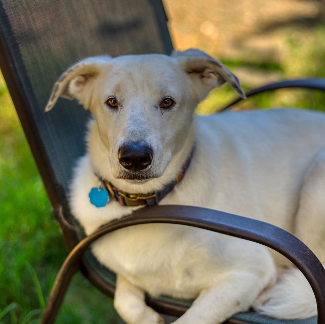 ** Courtesy Post **

Sheldon is an amazing dog with our friends at Orphan Annie Rescue. He is an adorable 2 year old, 40 lb boy. He does well with other dogs and cats. A little shy at first but have come around so much since coming into rescue from a hoarding situation. Despite having a few toes amputated due to a deformity he enjoys  playing, working on his tan in the yard and am just so loving! Sheldon loves to chew on toys and play with tennis balls. House-trained and wants to be right by his people’s side. Crate trained and so far has been non-destructive when left out unattended. Know how to sit and stay on command. Would be better in a home without children under 10. 

<a target='_blank' href='https://www.instagram.com/explore/tags/adoptdontshop/'>#adoptdontshop</a> <a target='_blank' href='https://www.instagram.com/explore/tags/adopt/'>#adopt</a> <a target='_blank' href='https://www.instagram.com/explore/tags/adoptme/'>#adoptme</a> <a target='_blank' href='https://www.instagram.com/explore/tags/fosteringsaveslives/'>#fosteringsaveslives</a> <a target='_blank' href='https://www.instagram.com/explore/tags/adoptadog/'>#adoptadog</a> <a target='_blank' href='https://www.instagram.com/explore/tags/adoptable/'>#adoptable</a> <a target='_blank' href='https://www.instagram.com/explore/tags/atlanta/'>#atlanta</a> <a target='_blank' href='https://www.instagram.com/explore/tags/atl/'>#atl</a> <a target='_blank' href='https://www.instagram.com/explore/tags/atldog/'>#atldog</a> <a target='_blank' href='https://www.instagram.com/explore/tags/rescuedog/'>#rescuedog</a> <a target='_blank' href='https://www.instagram.com/explore/tags/rescuedismyfavoritebreed/'>#rescuedismyfavoritebreed</a> <a target='_blank' href='https://www.instagram.com/explore/tags/rescuedogsofinstagram/'>#rescuedogsofinstagram</a> <a target='_blank' href='https://www.instagram.com/explore/tags/dogsofig/'>#dogsofig</a> <a target='_blank' href='https://www.instagram.com/explore/tags/dogsofinsta/'>#dogsofinsta</a> <a target='_blank' href='https://www.instagram.com/explore/tags/atlantadog/'>#atlantadog</a> <a target='_blank' href='https://www.instagram.com/explore/tags/dogsofatlanta/'>#dogsofatlanta</a> <a target='_blank' href='https://www.instagram.com/explore/tags/dogsofatl/'>#dogsofatl</a> <a target='_blank' href='https://www.instagram.com/explore/tags/atlantarescuedogs/'>#atlantarescuedogs</a> <a target='_blank' href='https://www.instagram.com/explore/tags/rescuedogsofatlanta/'>#rescuedogsofatlanta</a> <a target='_blank' href='https://www.instagram.com/explore/tags/orphanannierescue/'>#orphanannierescue</a>