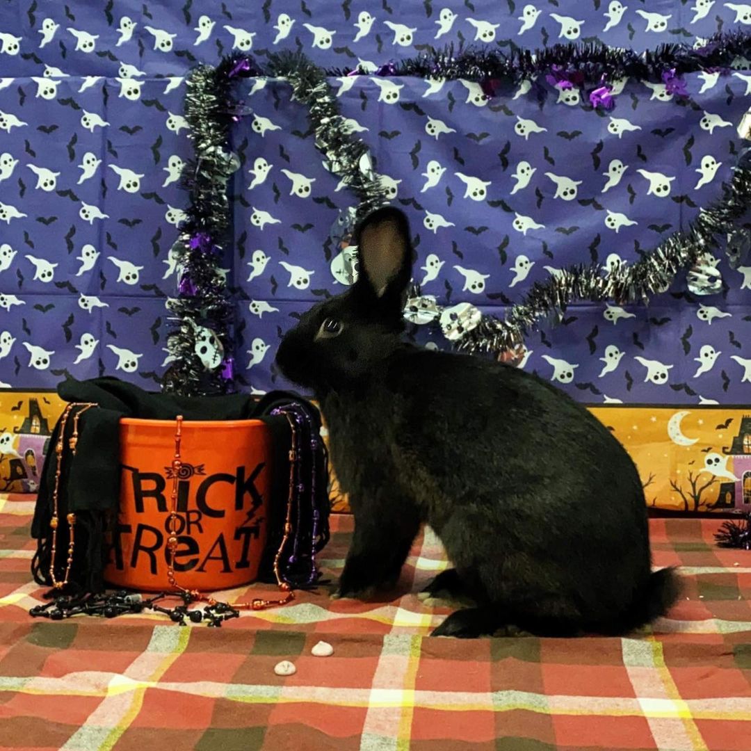 You heard it! 

We have SIX bunnies available for adoption! All of these lovely pumpkins have fully sponsored adoption fees AND we are including a starter kit (last picture) for you and your new forever friend. Plus, for a donation of $30, we will include the cage 🐰

Stop out at our Adoption Center to meet and adopt them! 

<a target='_blank' href='https://www.instagram.com/explore/tags/adopt/'>#adopt</a> <a target='_blank' href='https://www.instagram.com/explore/tags/animalshelter/'>#animalshelter</a> <a target='_blank' href='https://www.instagram.com/explore/tags/cofpets/'>#cofpets</a>