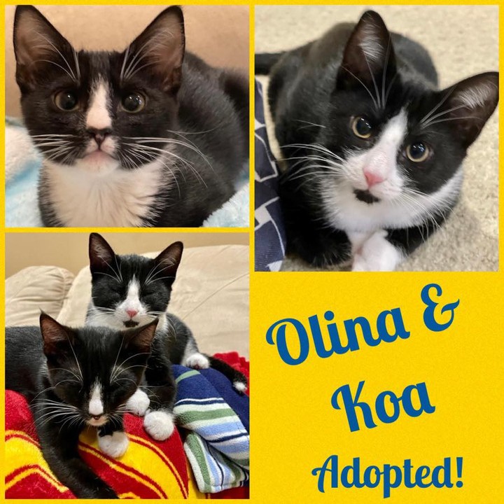 <a target='_blank' href='https://www.instagram.com/explore/tags/Adopted/'>#Adopted</a>! <a target='_blank' href='https://www.instagram.com/explore/tags/Ola/'>#Ola</a>'s kittens Koa and Olina, like their names, were brave and merry when being introduced to their new family.  It's no wonder that they were adopted together!! Congratulations!  <a target='_blank' href='https://www.instagram.com/explore/tags/AdoptforLife/'>#AdoptforLife</a> <a target='_blank' href='https://www.instagram.com/explore/tags/epdKoa/'>#epdKoa</a> <a target='_blank' href='https://www.instagram.com/explore/tags/epdOlina/'>#epdOlina</a> <a target='_blank' href='https://www.instagram.com/explore/tags/everypetsdream/'>#everypetsdream</a> <a target='_blank' href='https://www.instagram.com/explore/tags/kittens/'>#kittens</a>