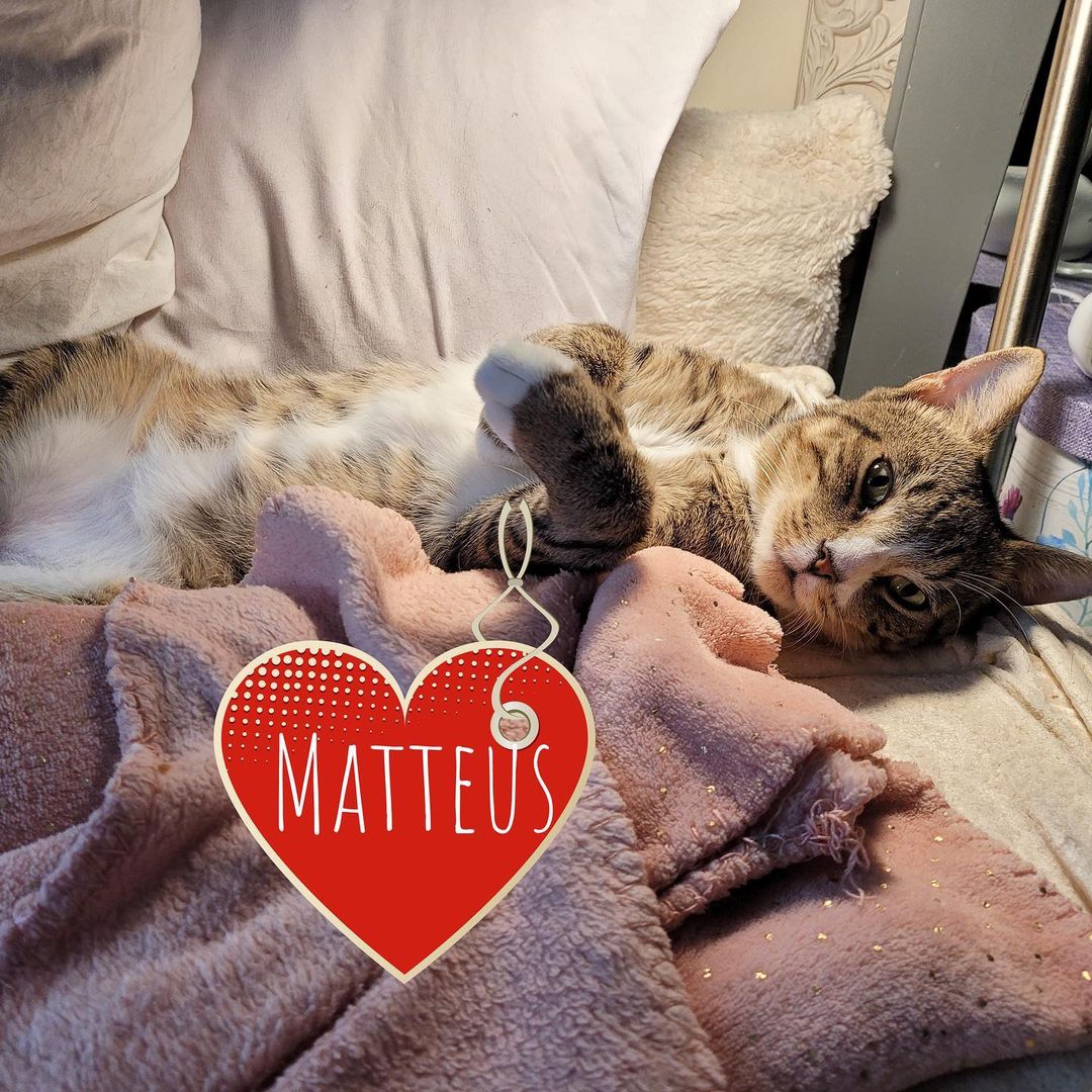 😻Sweet sweet Matteus is officially up for ADOPTION !! 💕 This young boy beat the odds when he was rescued by one of our volunteers after a kind woman who had been feeding him discovered he had a giant open wound on his neck! @bronx_furkids went out and trapped him ,  and brought him to the veterinarian. Our vet suspected he was either hit by a car or hurt by a person. 😢 ❤️ They stitched him up and our incredible volunteer /foster mama  @aprildawn222 has fostered him with utmost love since! He healed BEAUTIFULLY, and is a love bug who sleeps in bed with foster mom and gets along well with her resident cats! To bring this special , deserving boy into your life , email nycatcoal@yahoo.com 

<a target='_blank' href='https://www.instagram.com/explore/tags/fosteringsaveslives/'>#fosteringsaveslives</a> <a target='_blank' href='https://www.instagram.com/explore/tags/rescuesaveslives/'>#rescuesaveslives</a> <a target='_blank' href='https://www.instagram.com/explore/tags/adoptdontshop/'>#adoptdontshop</a> <a target='_blank' href='https://www.instagram.com/explore/tags/bronx/'>#bronx</a> <a target='_blank' href='https://www.instagram.com/explore/tags/bronxcats/'>#bronxcats</a> <a target='_blank' href='https://www.instagram.com/explore/tags/meow/'>#meow</a> <a target='_blank' href='https://www.instagram.com/explore/tags/instacat/'>#instacat</a> <a target='_blank' href='https://www.instagram.com/explore/tags/instagood/'>#instagood</a> <a target='_blank' href='https://www.instagram.com/explore/tags/instadaily/'>#instadaily</a> <a target='_blank' href='https://www.instagram.com/explore/tags/catsofinstagram/'>#catsofinstagram</a> <a target='_blank' href='https://www.instagram.com/explore/tags/compassion/'>#compassion</a>