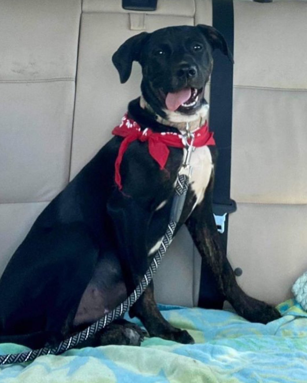 ✨ NATIONAL BLACK DOG DAY ✨ 

We LOVE our black dogs at NAMR. These handsome fellows are Spencer (loves water and sand 🙈), Berkeley, and Simon! 

Unfortunately, because of “Black Dog Syndrome” black dogs spend more time in the shelter and are passed over in favor of their lighter colored counterparts. 

If you’re interested in meeting any of our black dogs, head to our website! 🐾